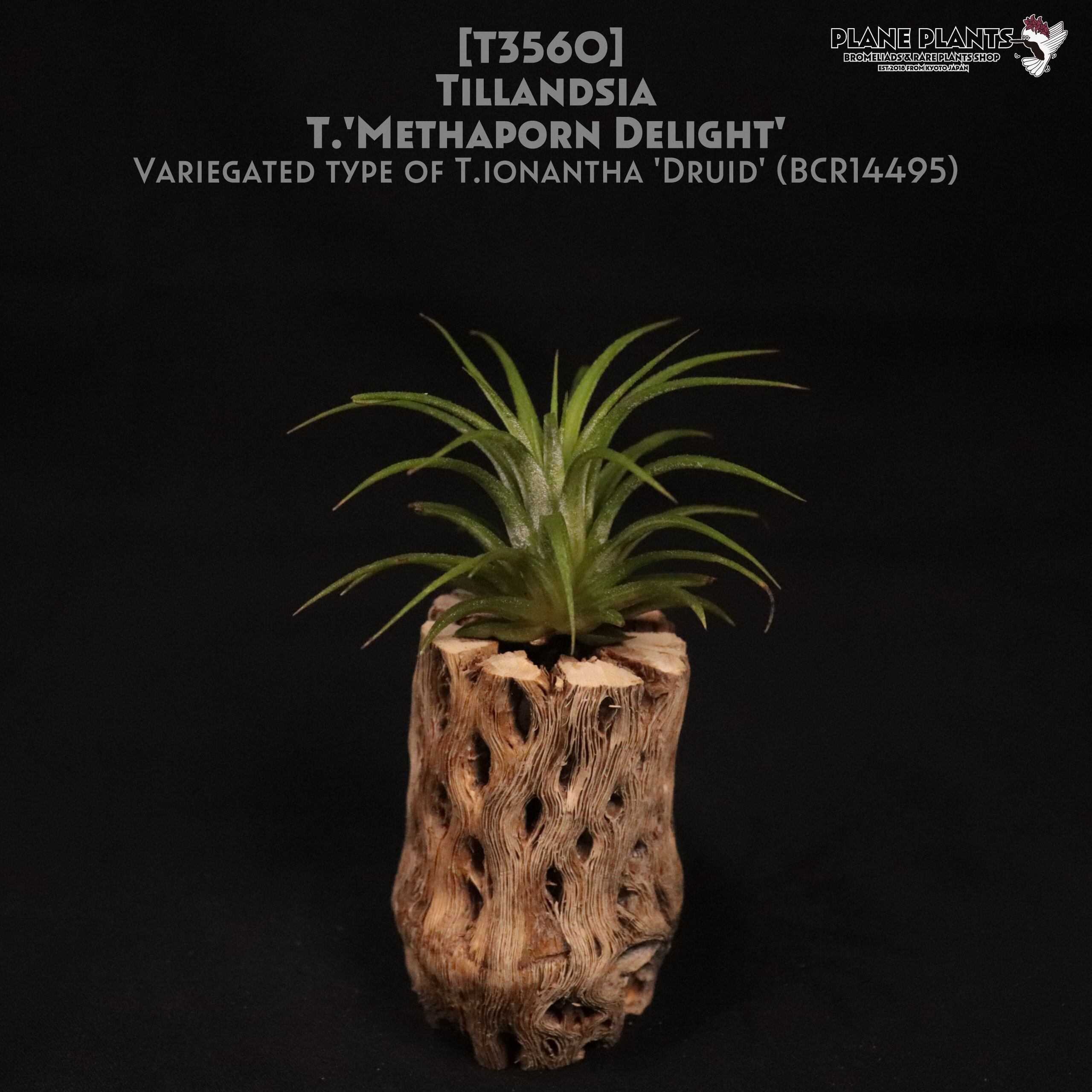 【reserved】'Methaporn Delight'〔エアプランツ〕現品発送T3560