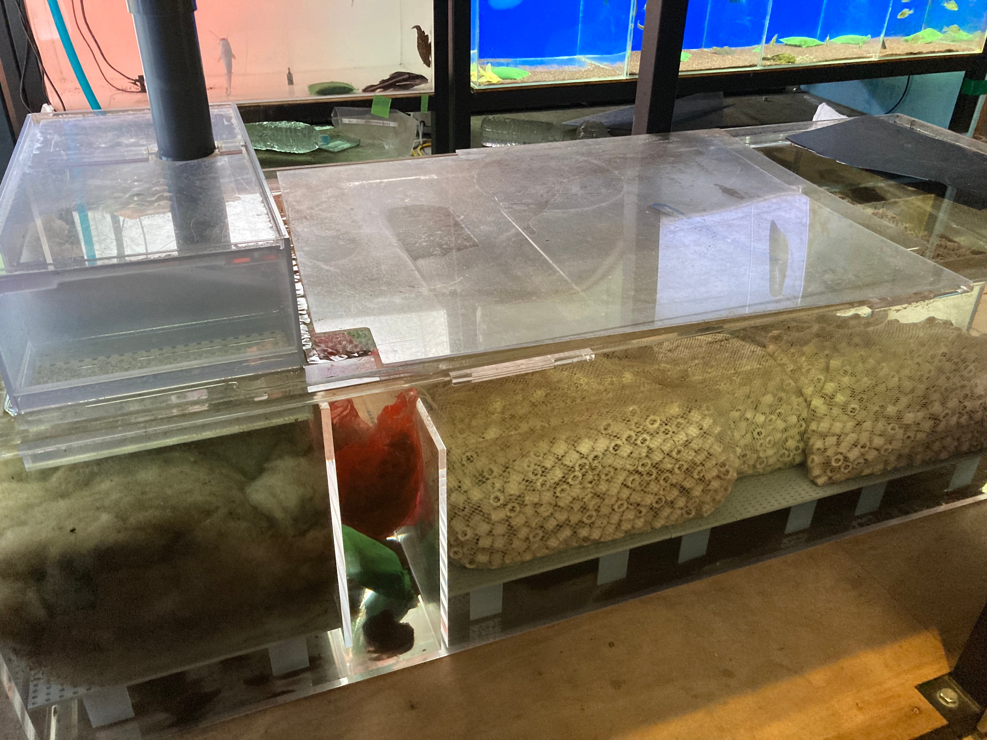 カンテツ水槽 大型水槽】カンテツ製1700✕900✕800オーバーフロー水槽を紹介！高さ