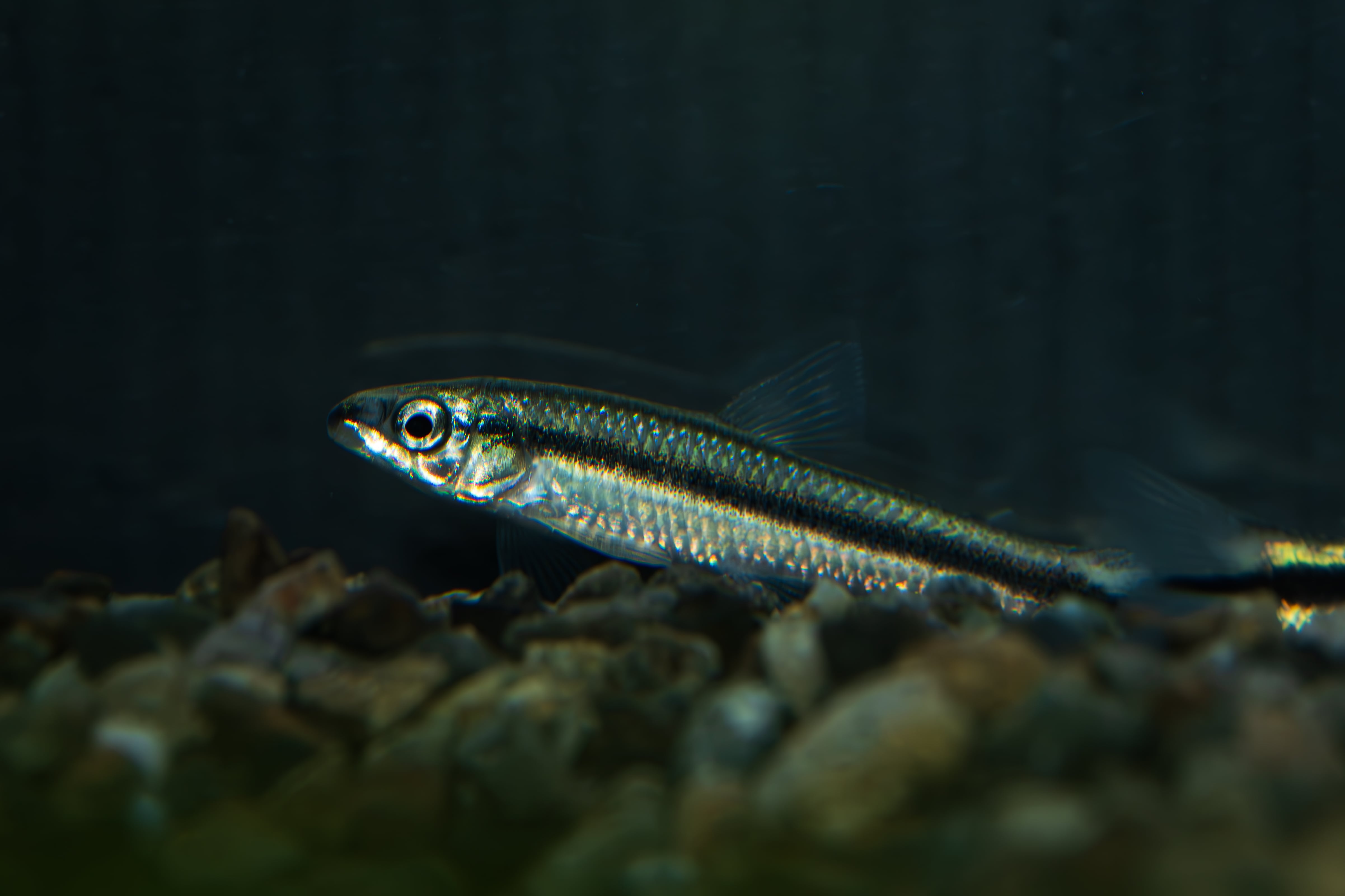 Homalomena sp. Mamasa 
