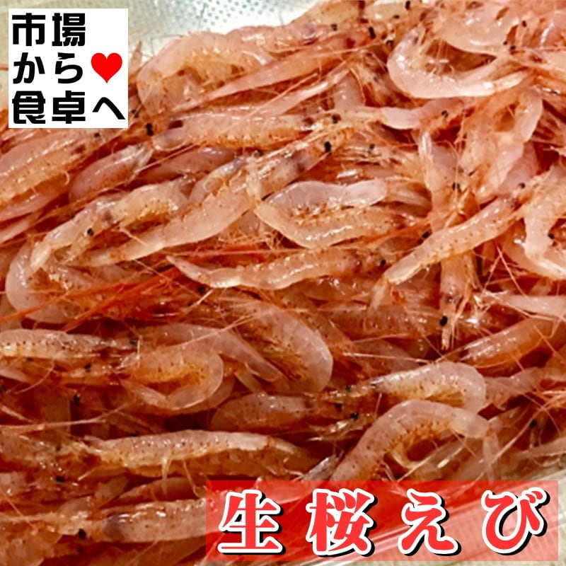 生桜えび (冷凍) 3パック(1パック500g入り) 【生食用・業務用】 獲れた