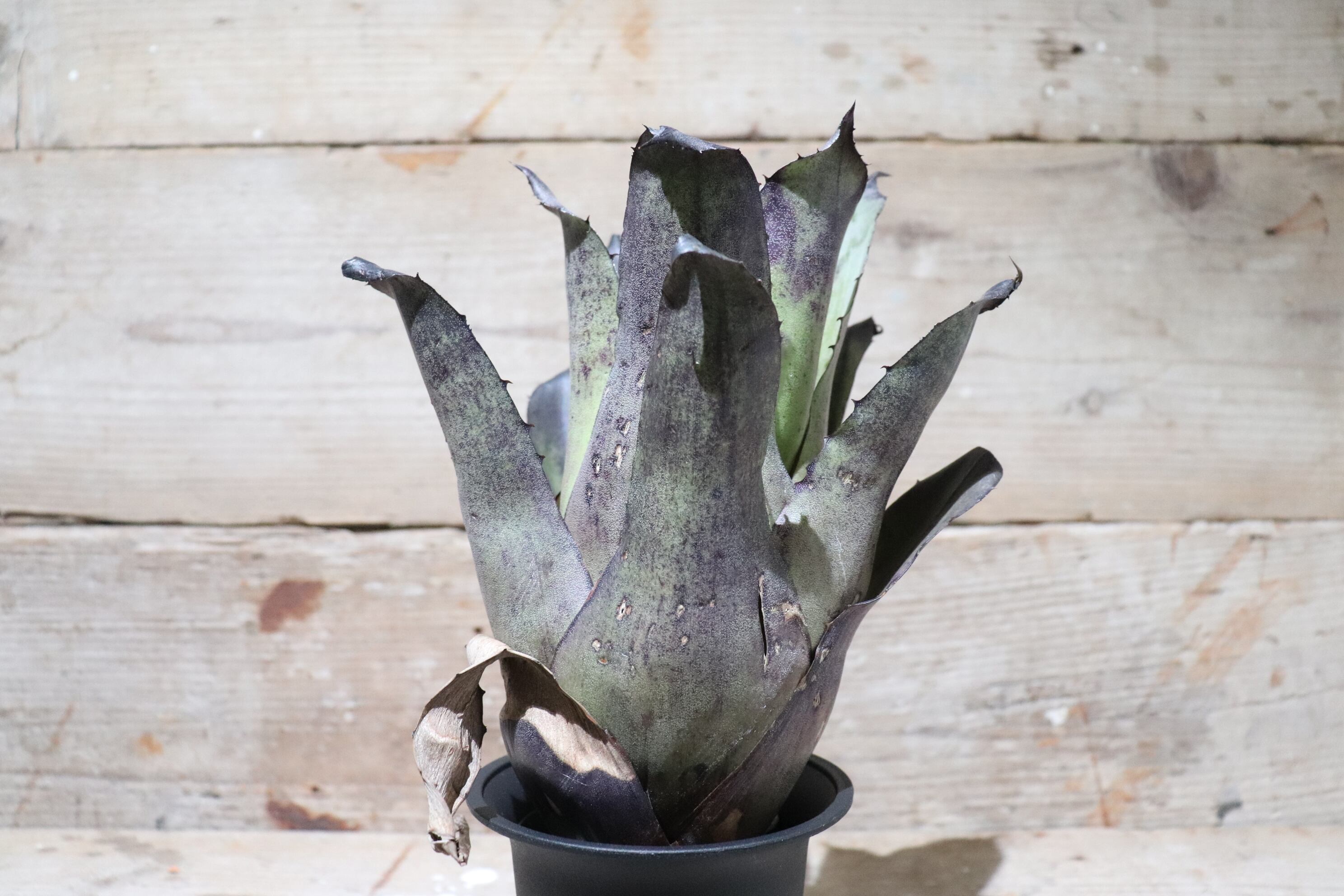 送料無料】 Hohenbergia leopoldo-horstii〔ホヘンベルギア〕現品発送