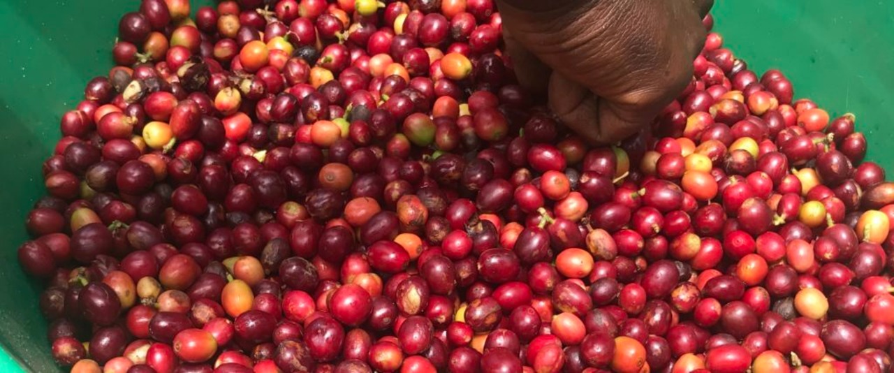 【NEW】 ウガンダ 120g アフリカンムーン ジャッカル