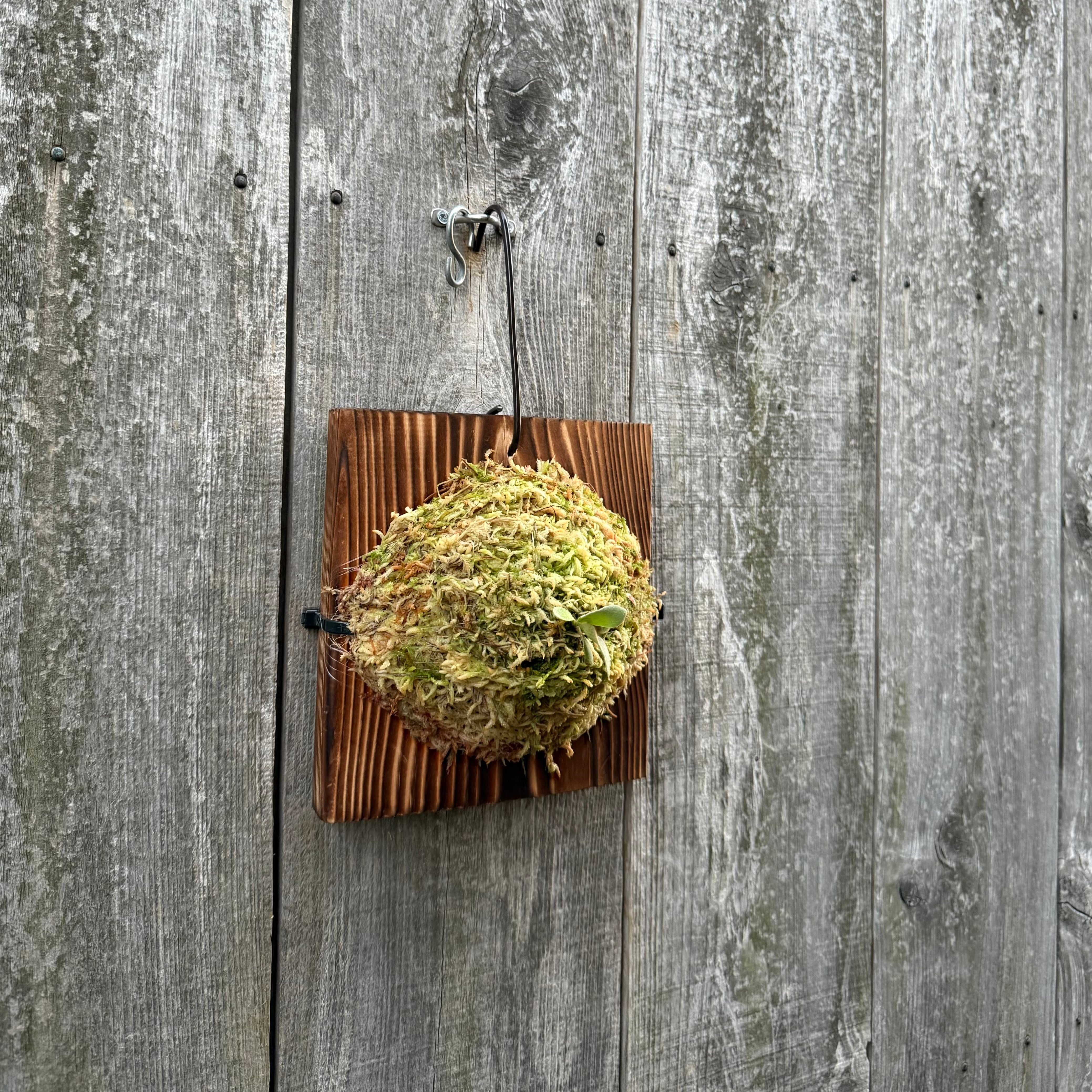 P.Triceratops (三角龍) pup | naturefix