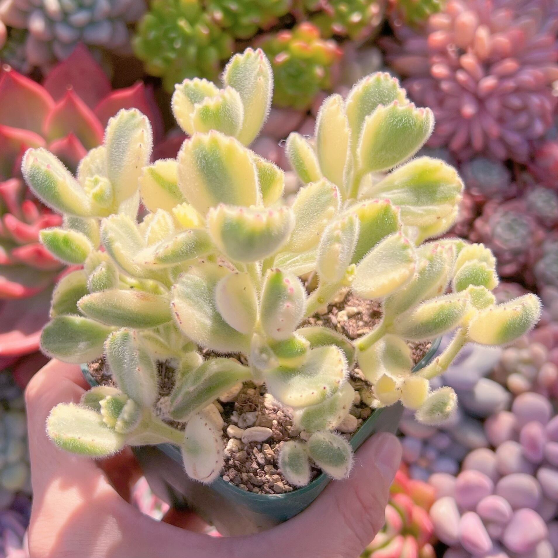 現品　白熊#248　新入荷　るる農園