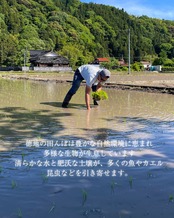 【精白米5kg】徳地きぬむすめ　定期便