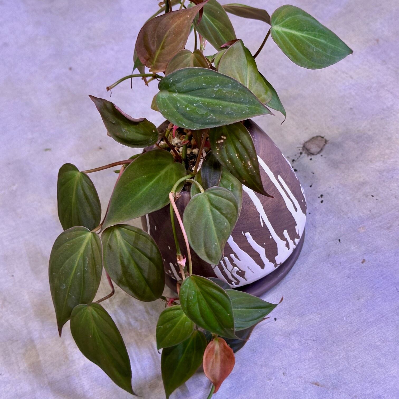 フィロデンドロン ミカンス | barrelplants_BONSAI
