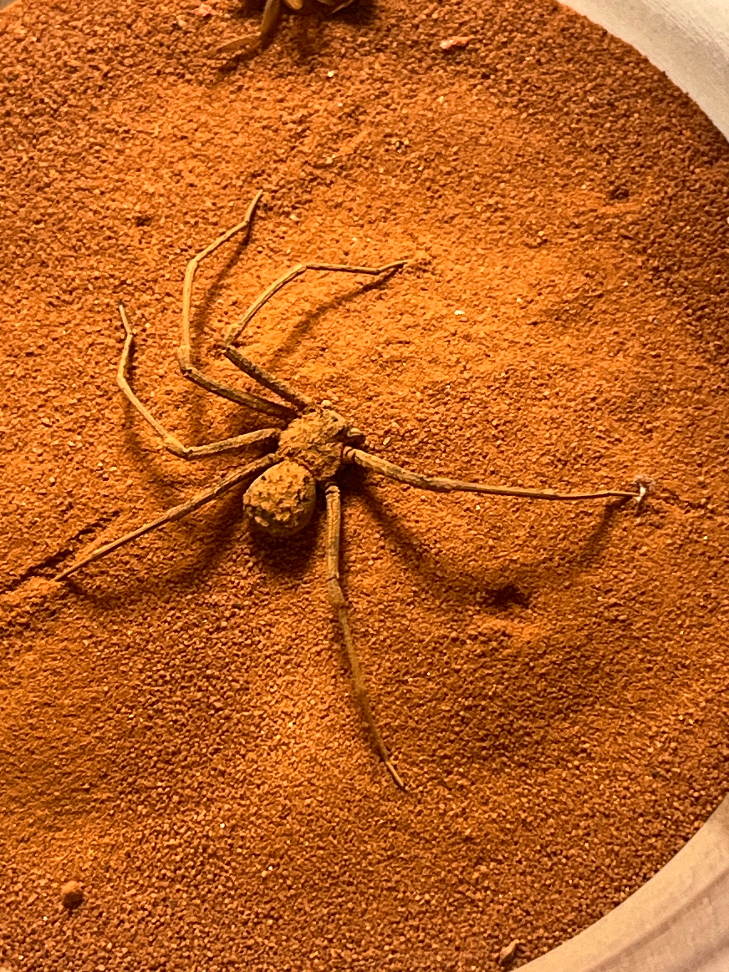 幻の蠍】レッドクロースコーピオン 全長4cm程 サソリムカデ