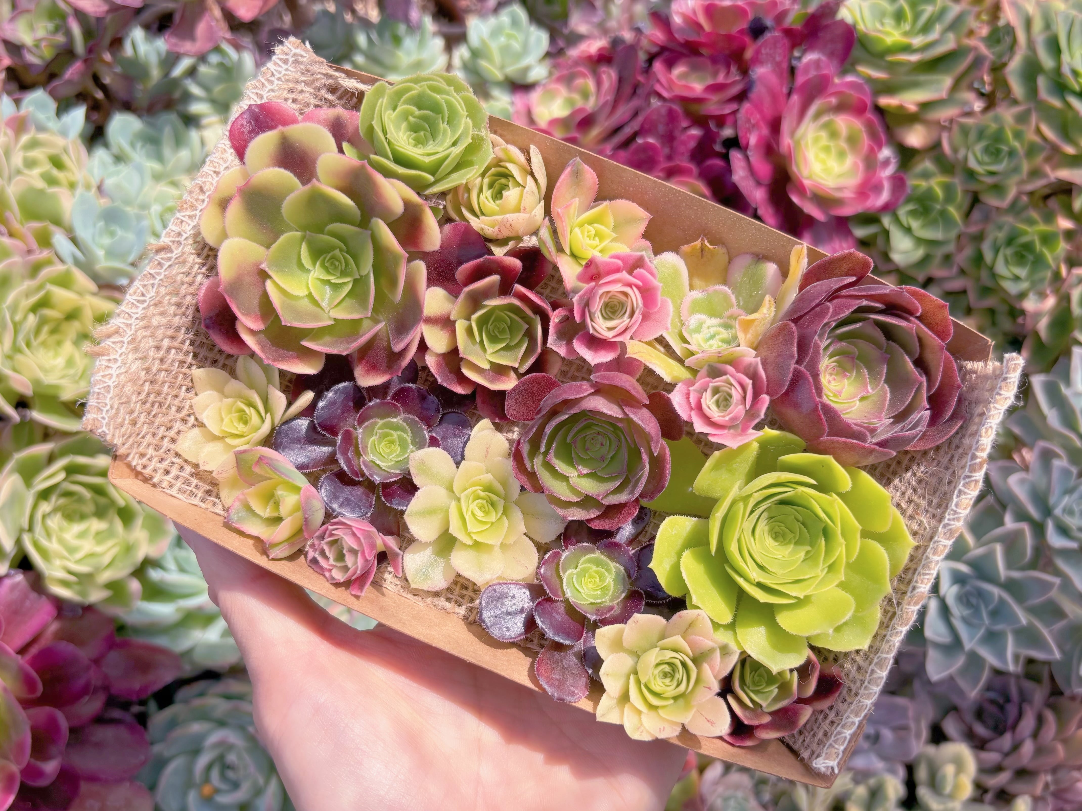 現品　寄せ植えセット#D19　るる農園