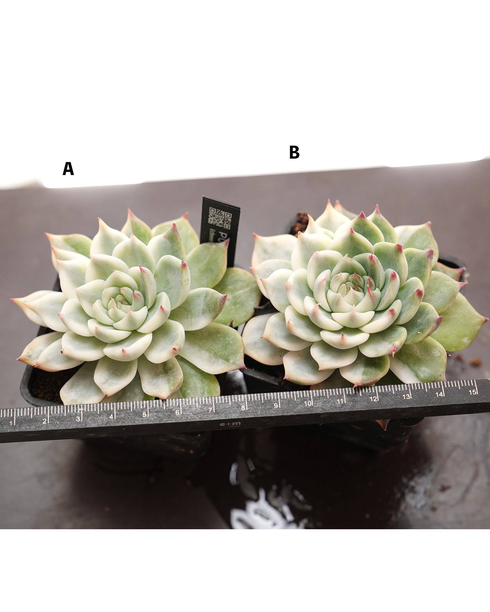 抜き苗 チワワエンシス錦 陰陽 良斑選抜 Echeveria chihuahuaensis