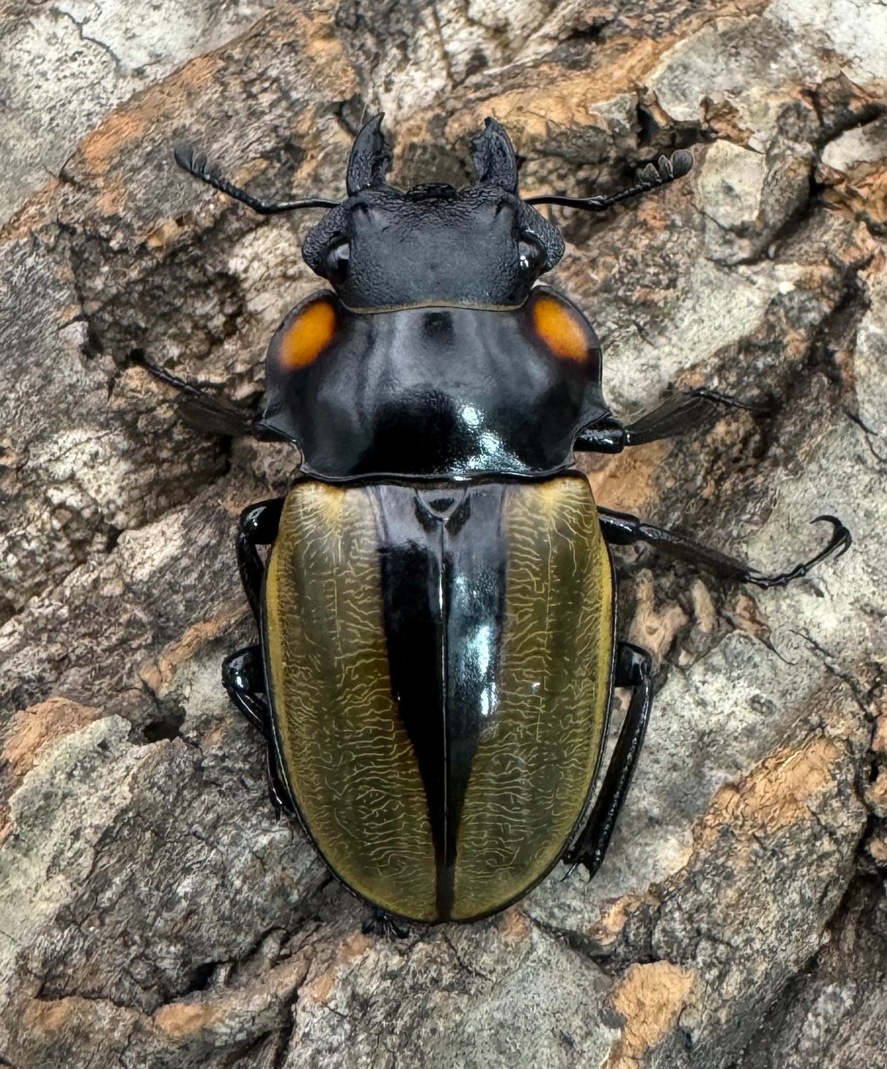 【WD】《ラコダールツヤクワガタ 75mm ペア》