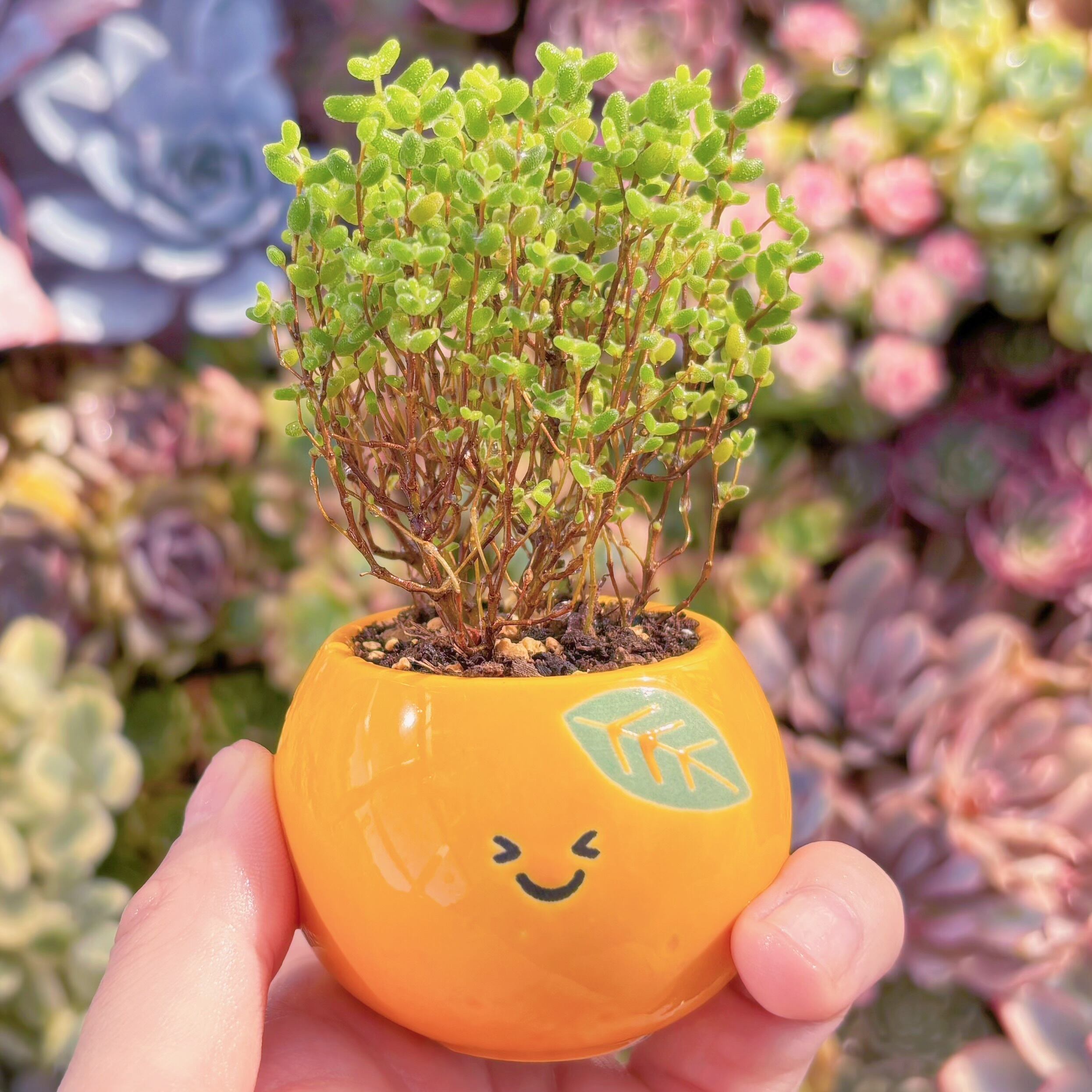 多肉植物　蜜柑　新入荷　るる農園