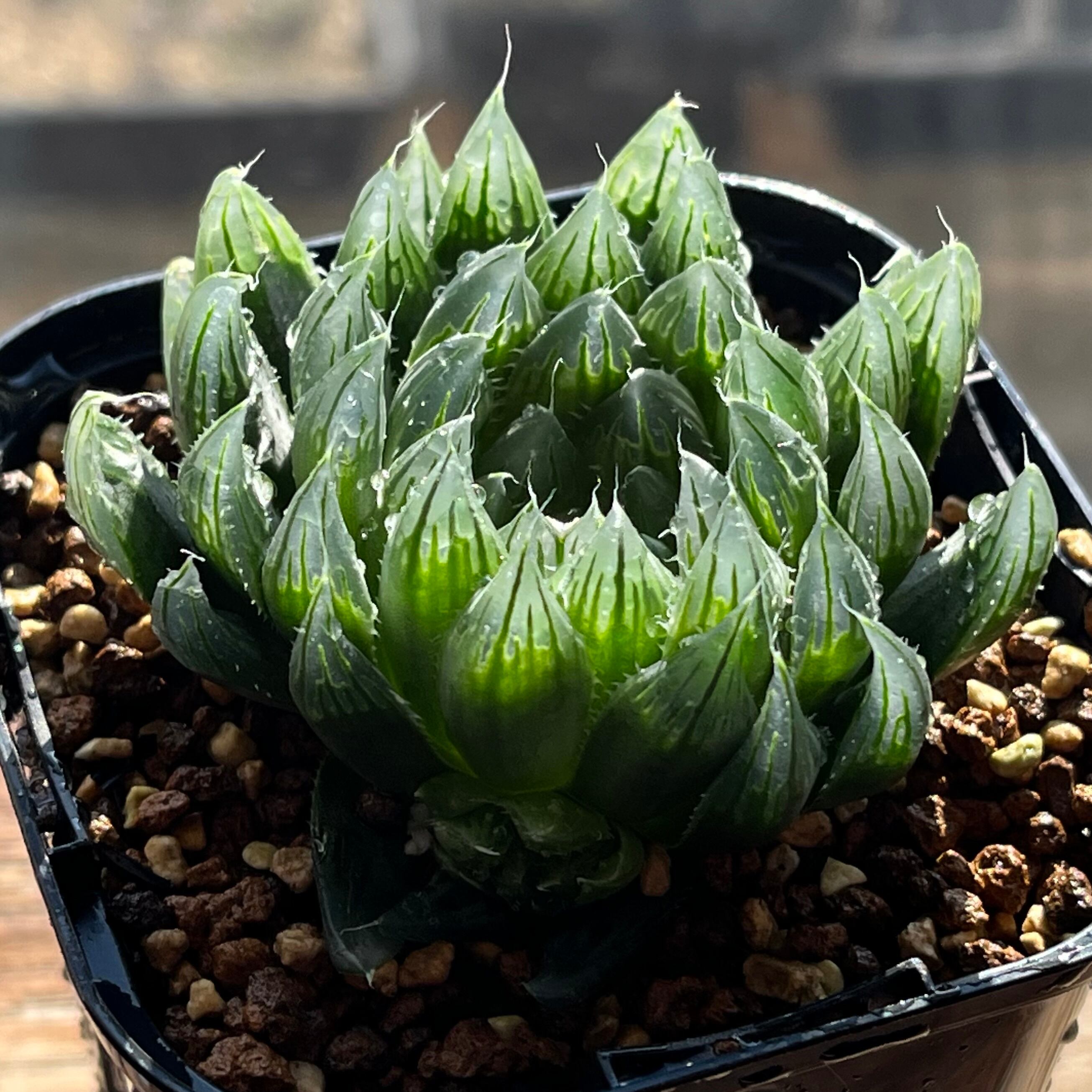 オブツーサ系 | mocono_plants