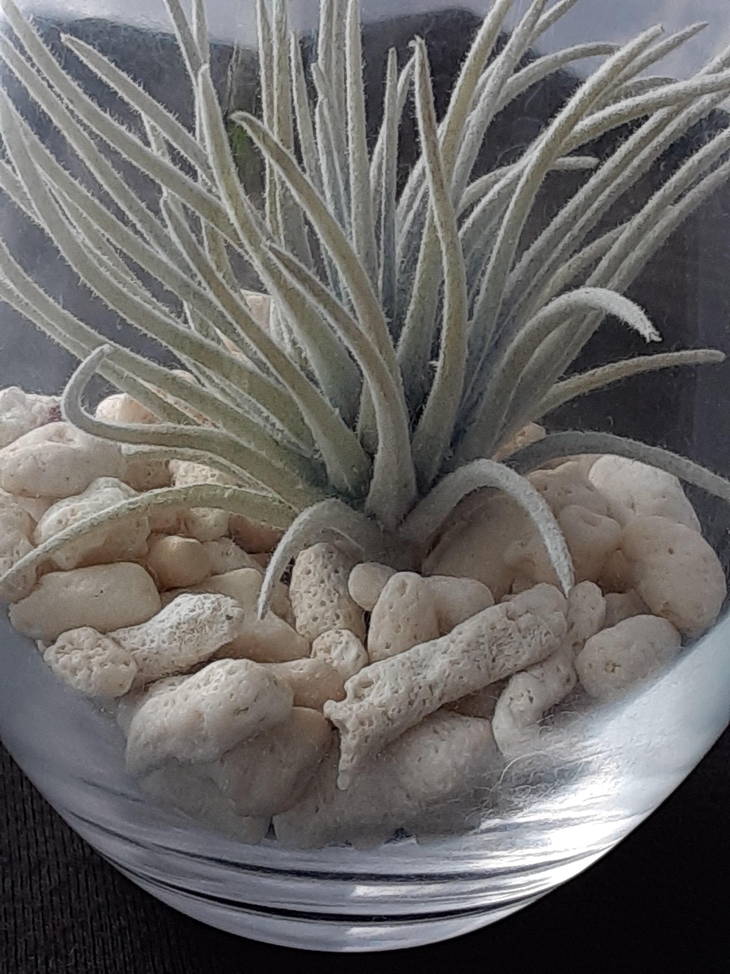 サンゴ砂（さんご砂土）1kg | 貝のアクセサリー専門店海の宝石蜂屋