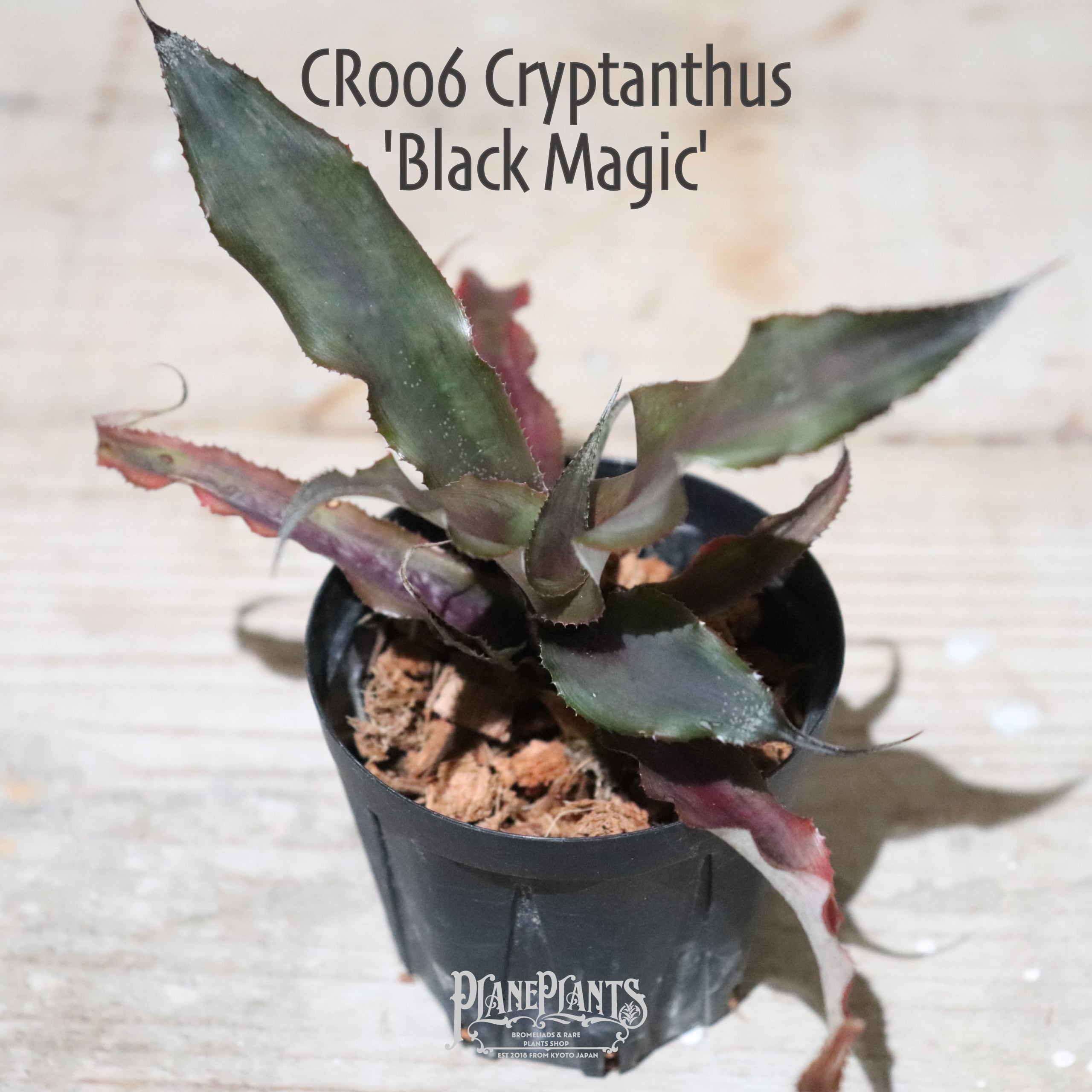 Request】Cryptanthus 'Black Magic'〔クリプタンサス〕現品発送CR006