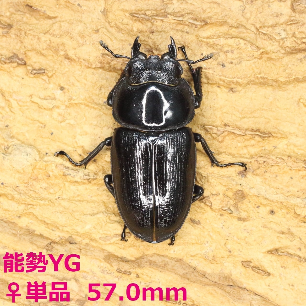 ROCKET SHOP【オオクワガタ販売】