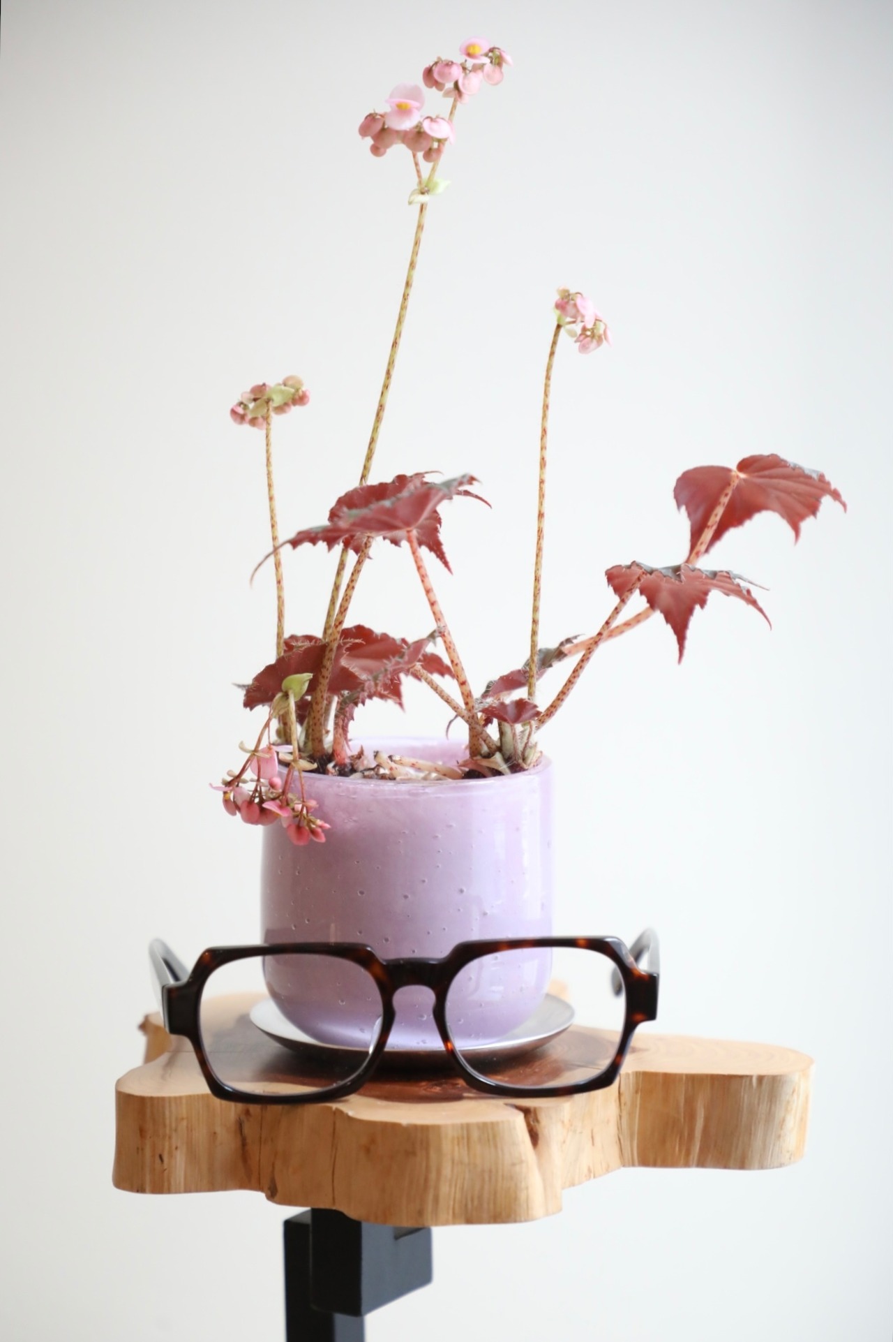 【S】ベゴニア 黒鷲/Begonia Kurowashi　※グラスポット付き