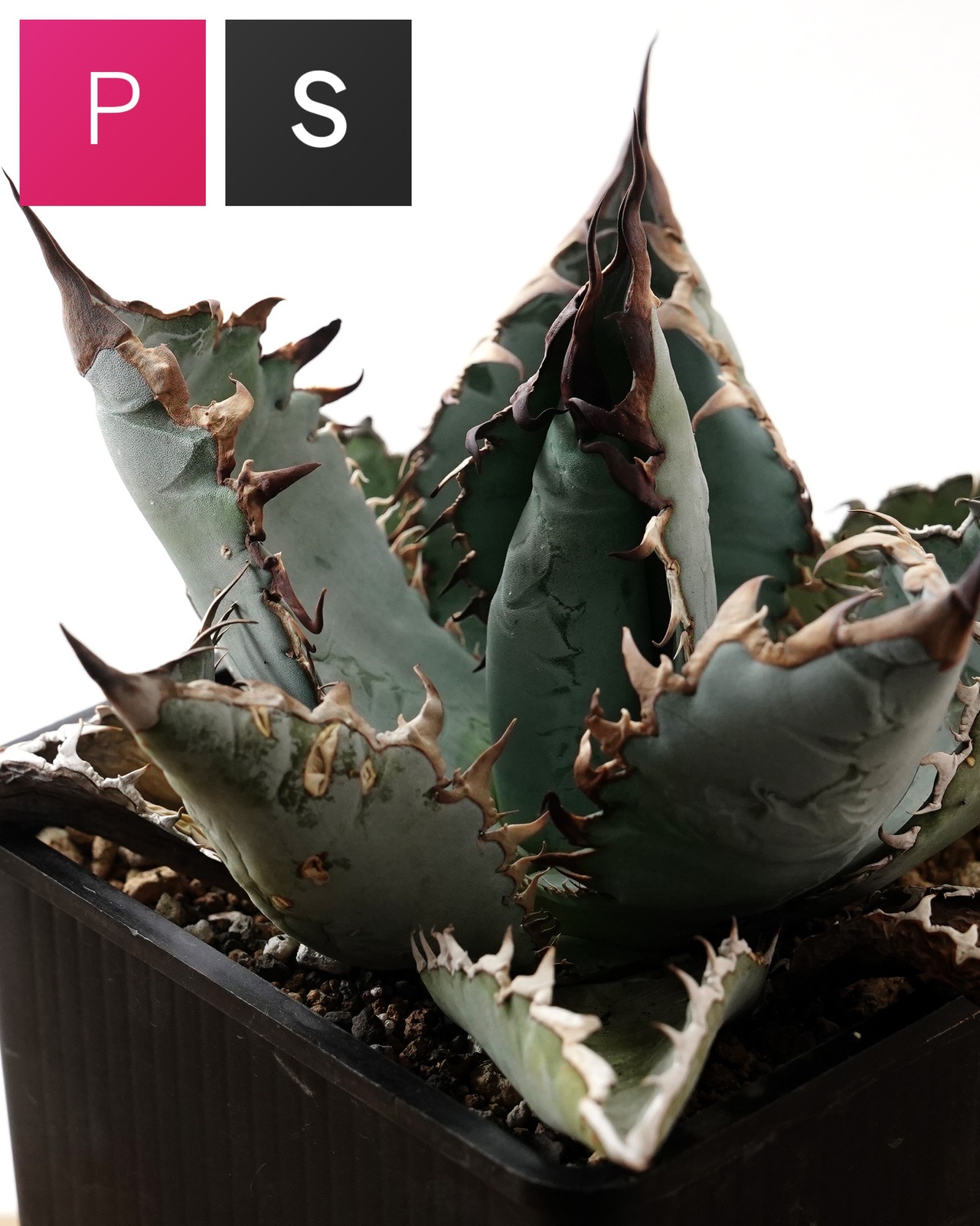 【PREMIUM】 抜き苗 ライオンズメーン Agave titanota 'Lion's Mane'