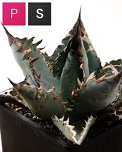 【PREMIUM】 抜き苗 ライオンズメーン Agave titanota 'Lion's Mane'