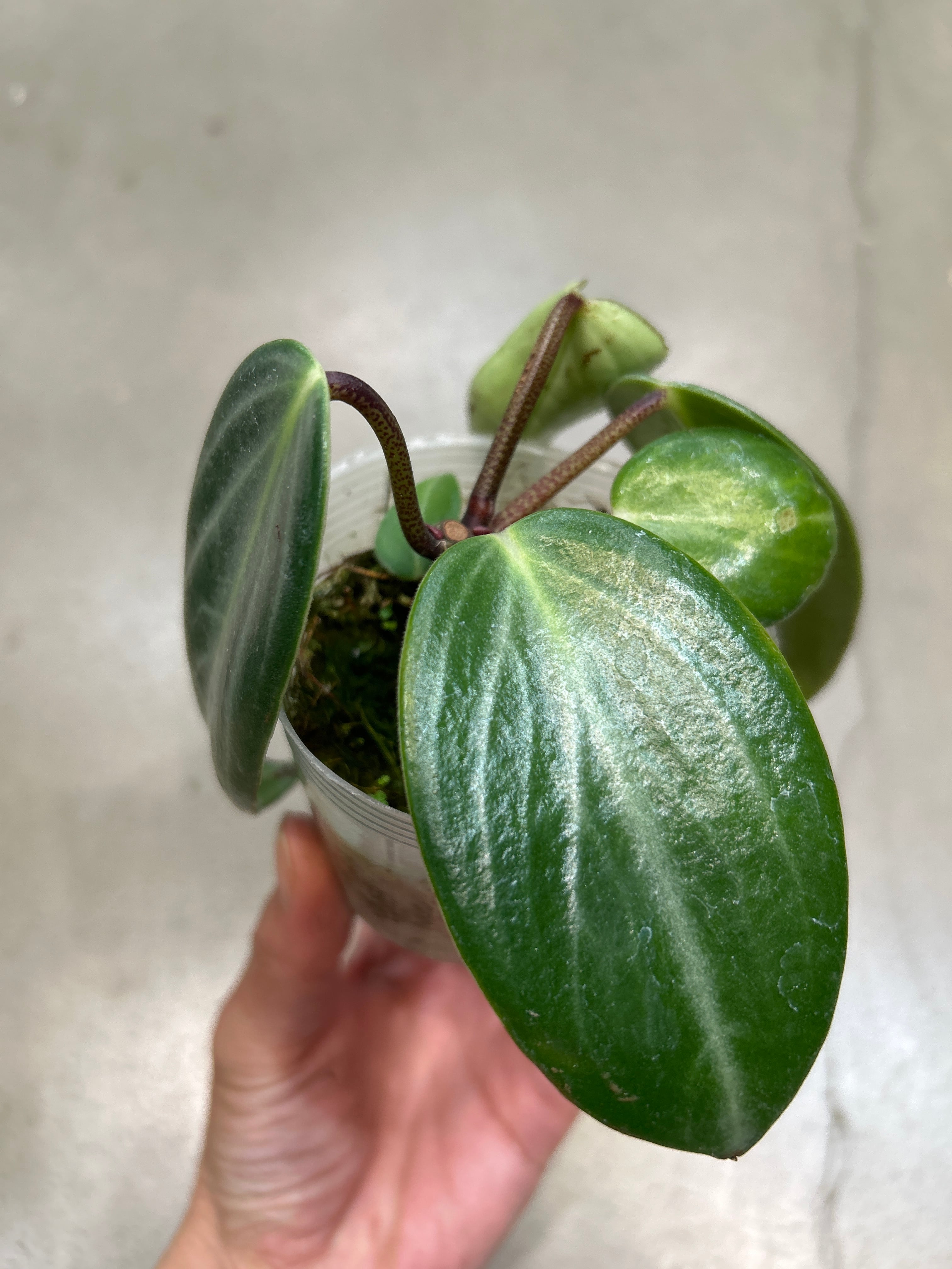 フィロデンドロン レモンライム | MIDORIYA 観葉植物専門店