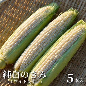 ≪予約受付中≫【雪のような美肌に詰まった上品な甘さ】純白のきみ(ホワイトレディ)[5本入]秋田県横手市平鹿町産