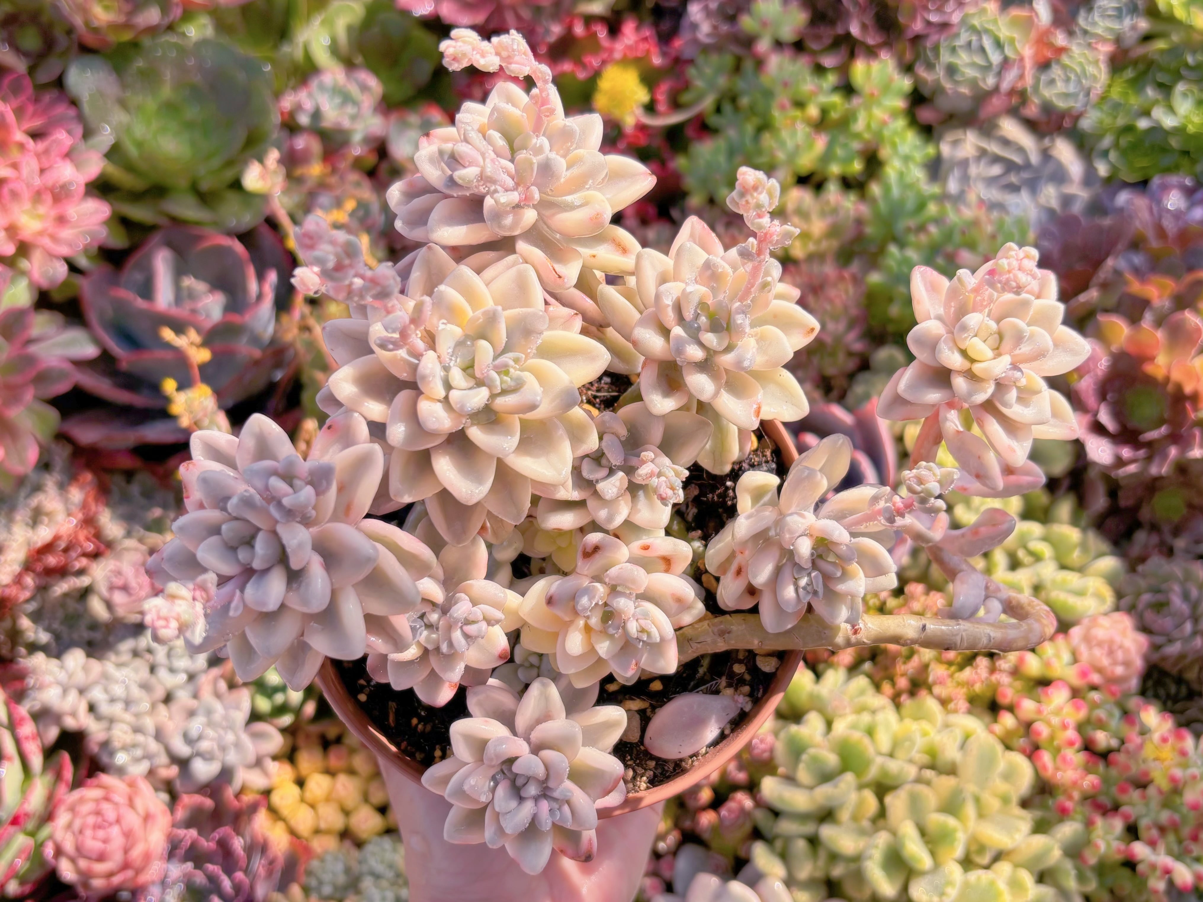 現品　エイレン錦#M115　大群生　るる農園