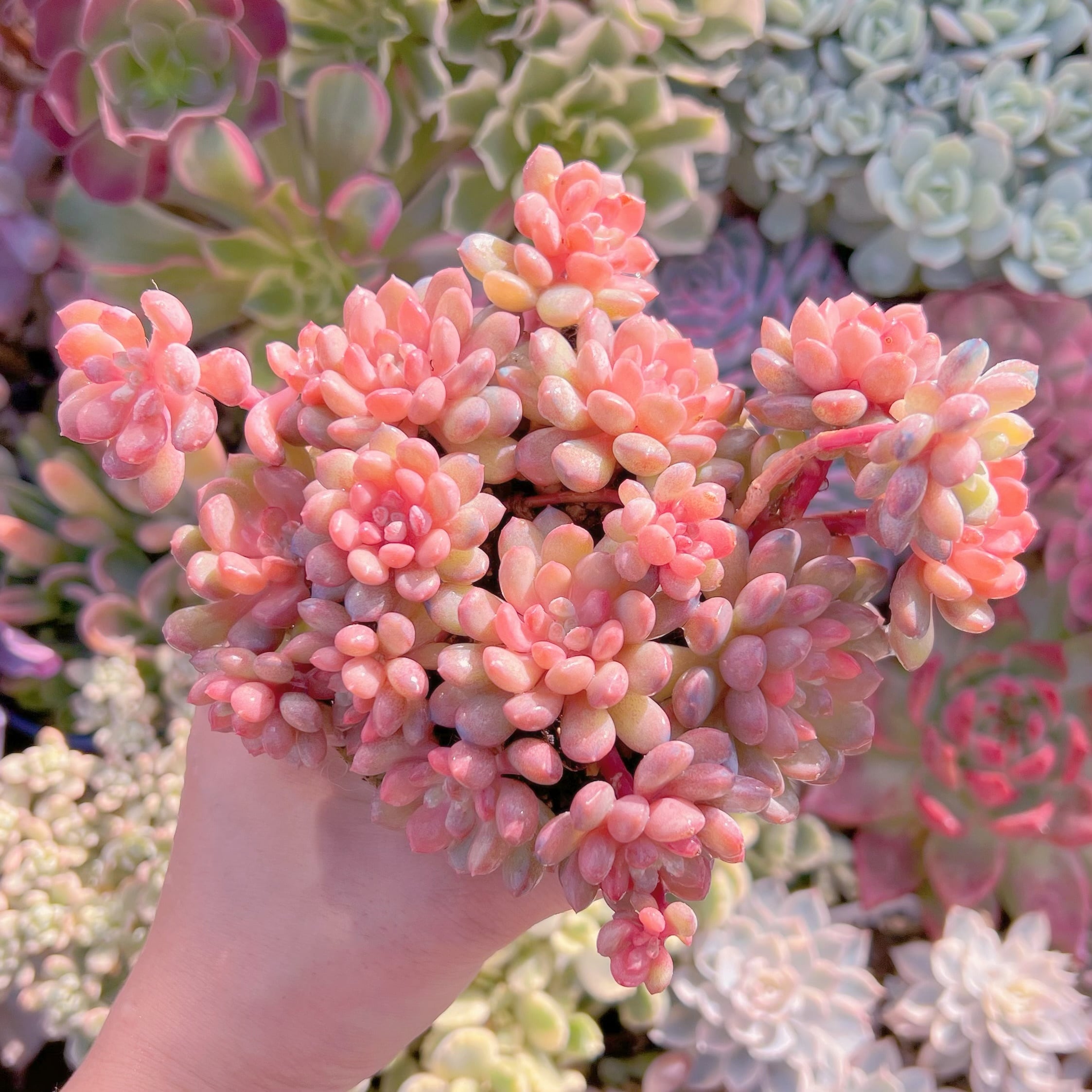 多肉植物　萌豆(大)   群生　新入荷　るる農園