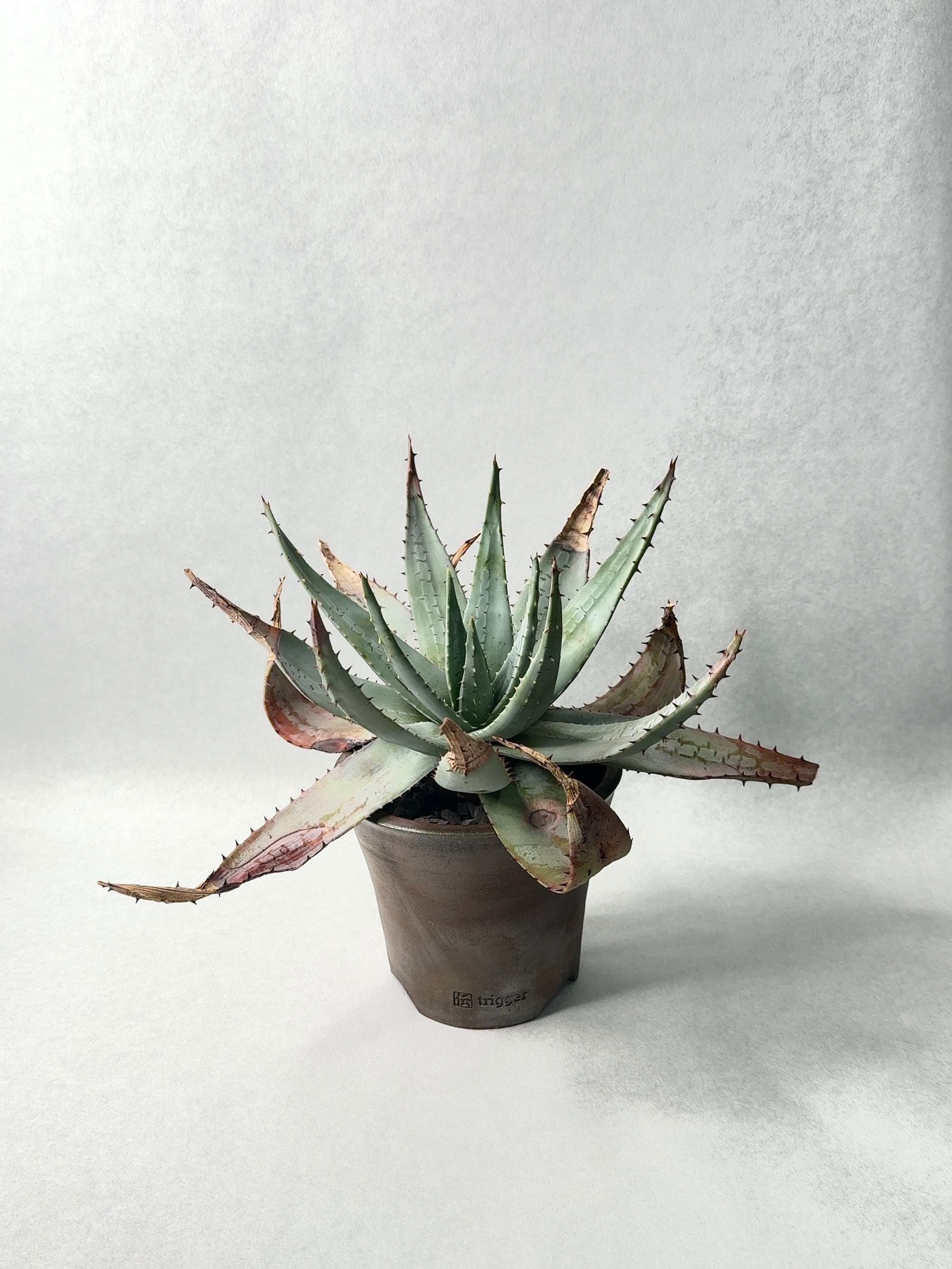 アロエ・ペグレラエ | trigger