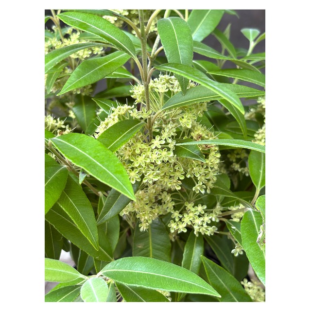 Backhousia citriodora