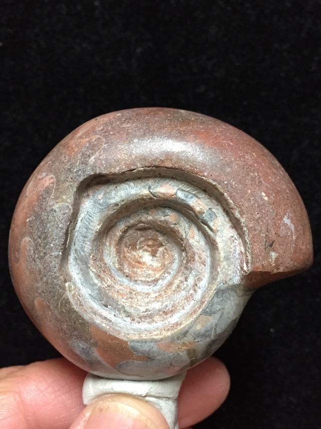 62) 化石ケオン・ハイグレード