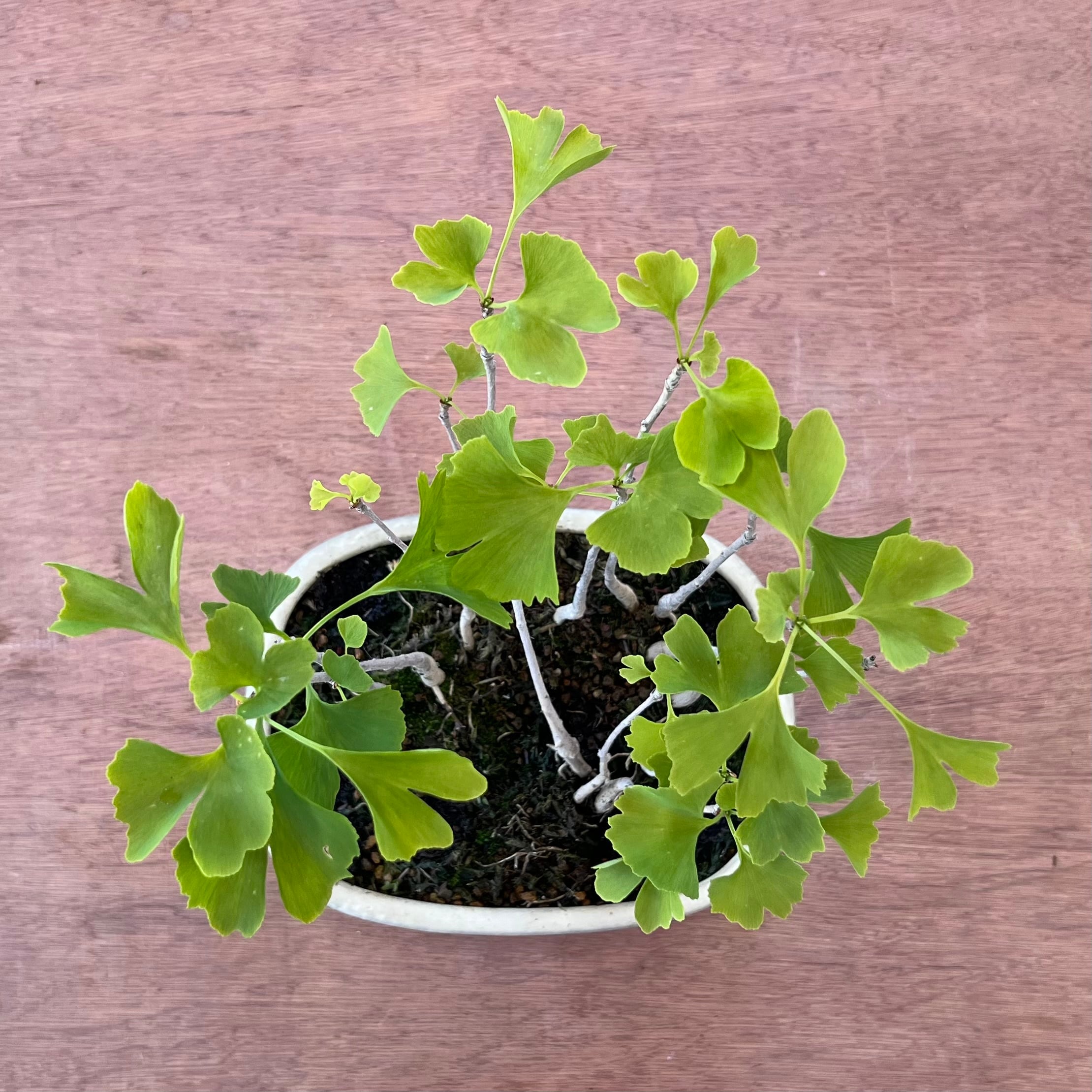 イチョウの寄植え盆栽｜小さな木立を楽しむ一点物｜高さ約30cm