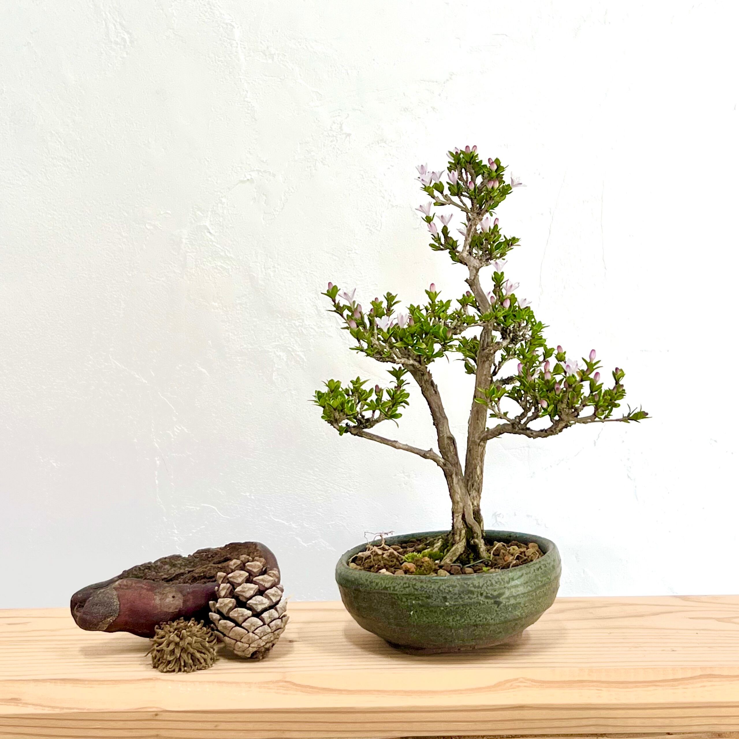 ツツジ 紫八重 ミニ盆栽｜高さ 約18cm | BONSAI Labo ウエブショップ