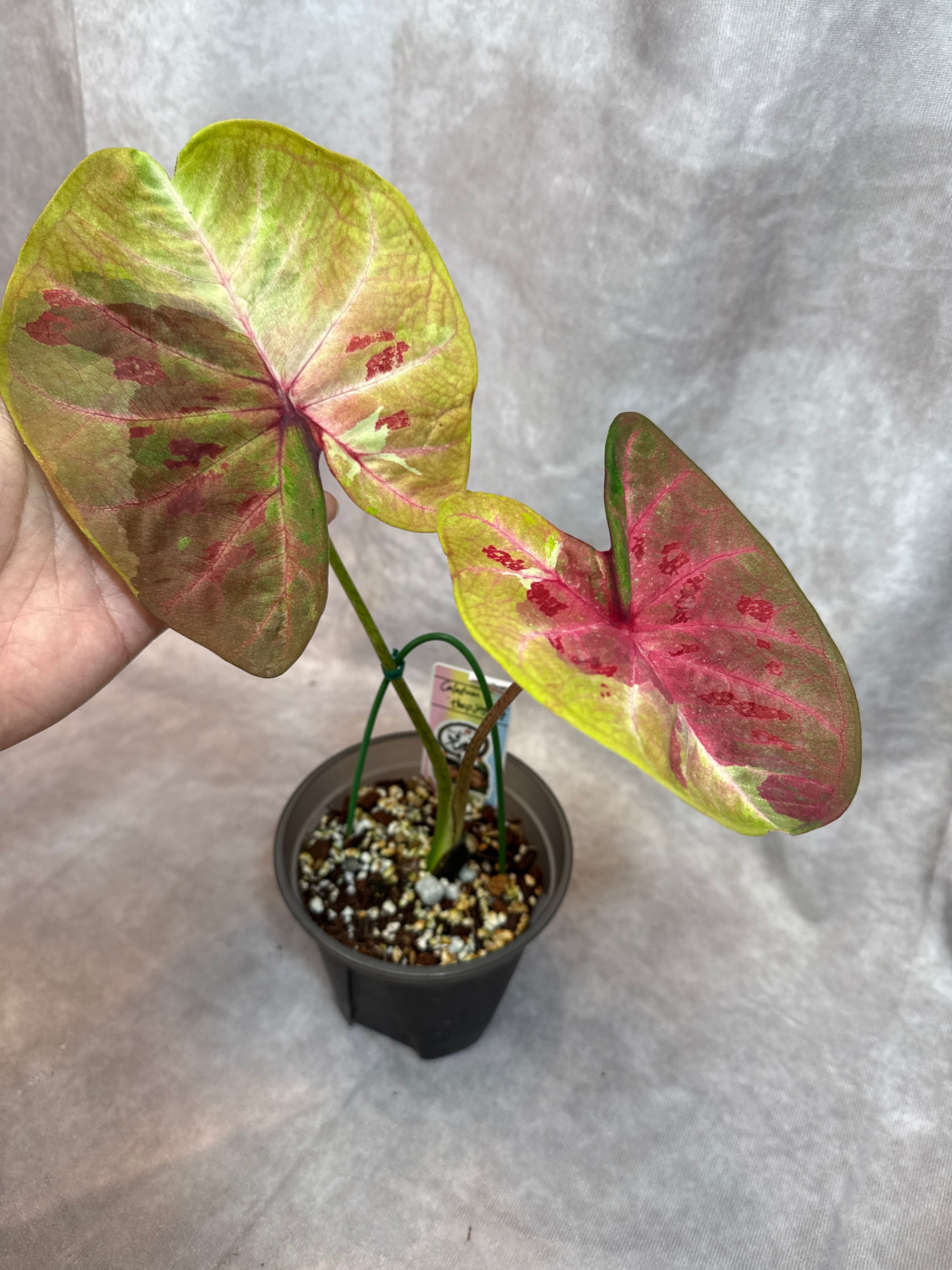 クッソニア スピカータ | Gardenえん 【観葉熱帯植物】