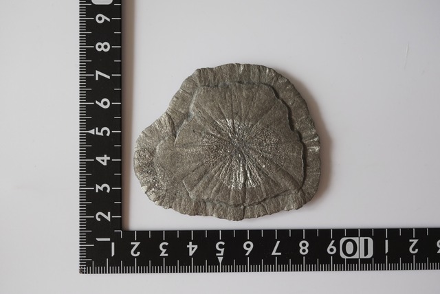 パイライトサン Pyrite Sun 1367