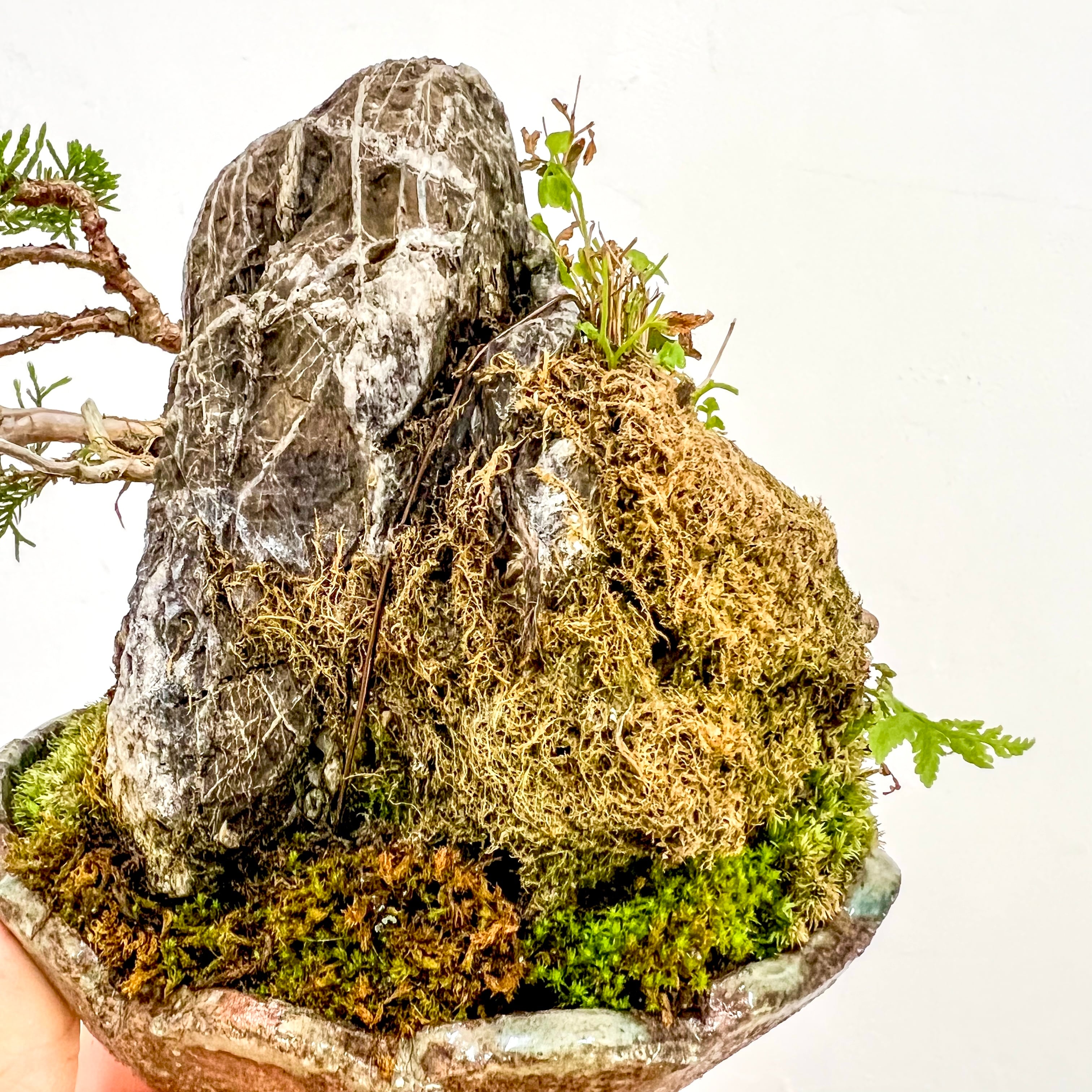 真柏 石付き盆栽｜山景を感じる一点物｜高さ約17cm | BONSAI Labo