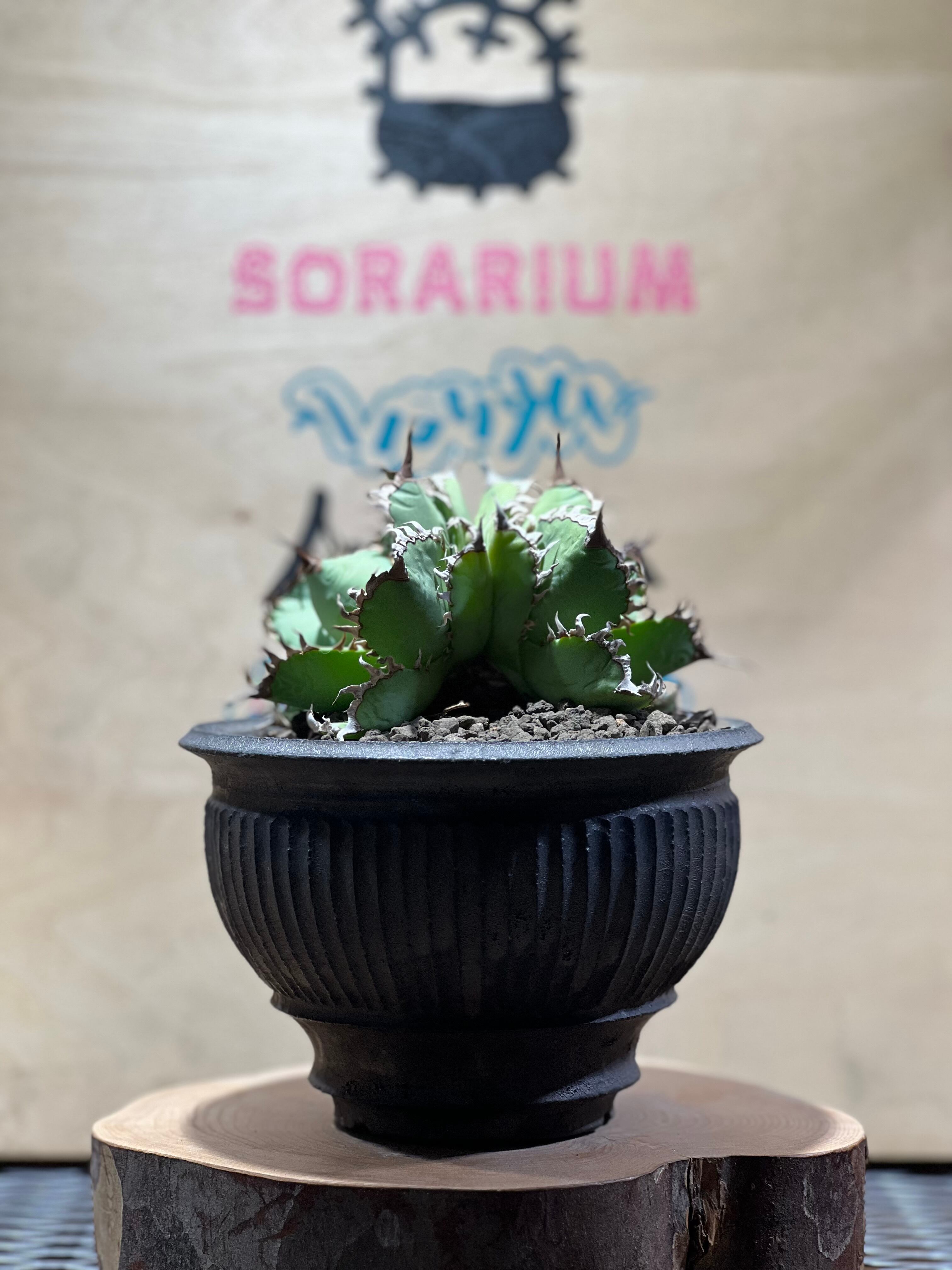 ユーフォルビアゼブラホリダ | sorarium