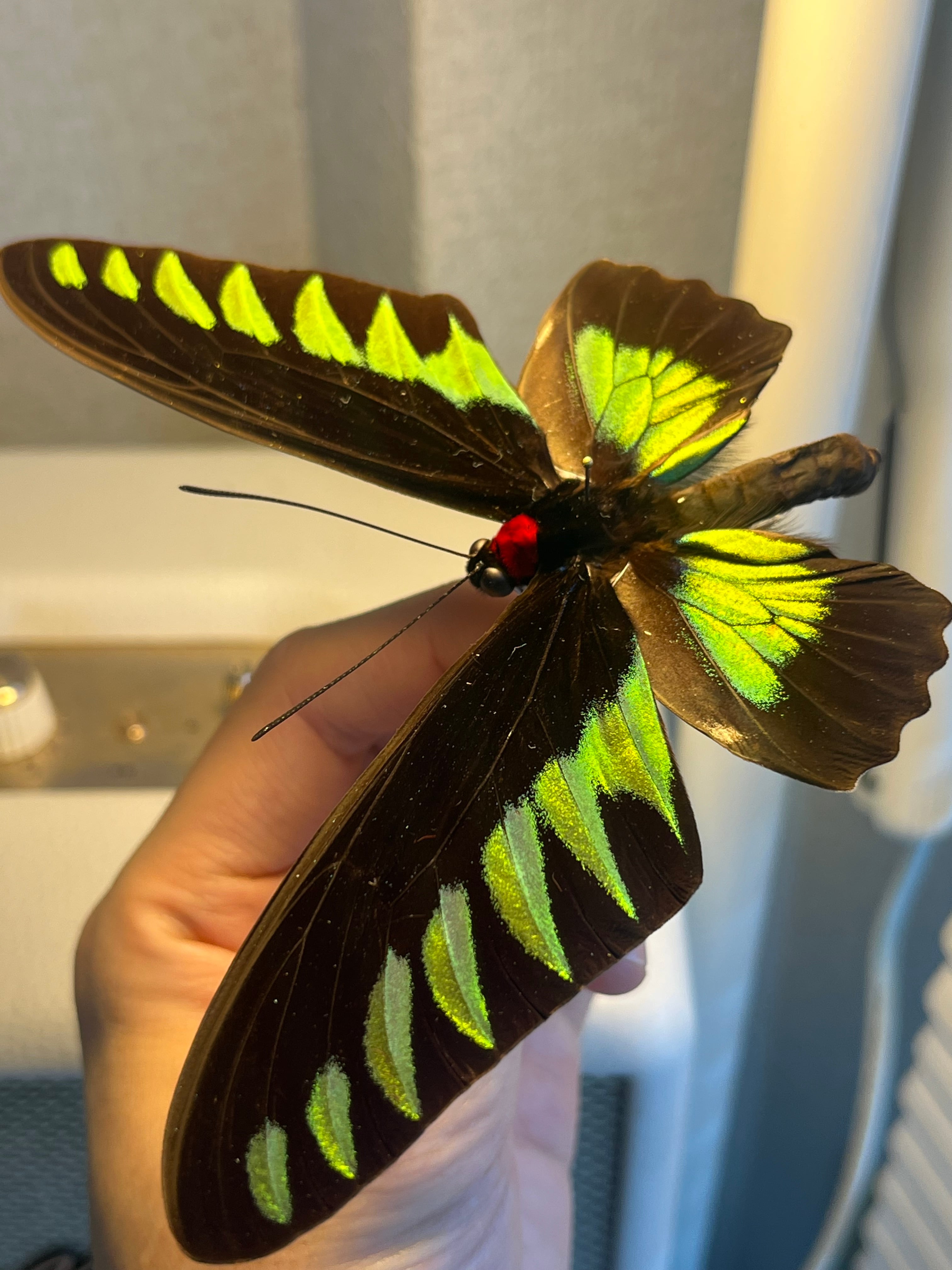 【蝶標本】テングアゲハ ペア！ 蝶標本】テングアゲハ ペア！