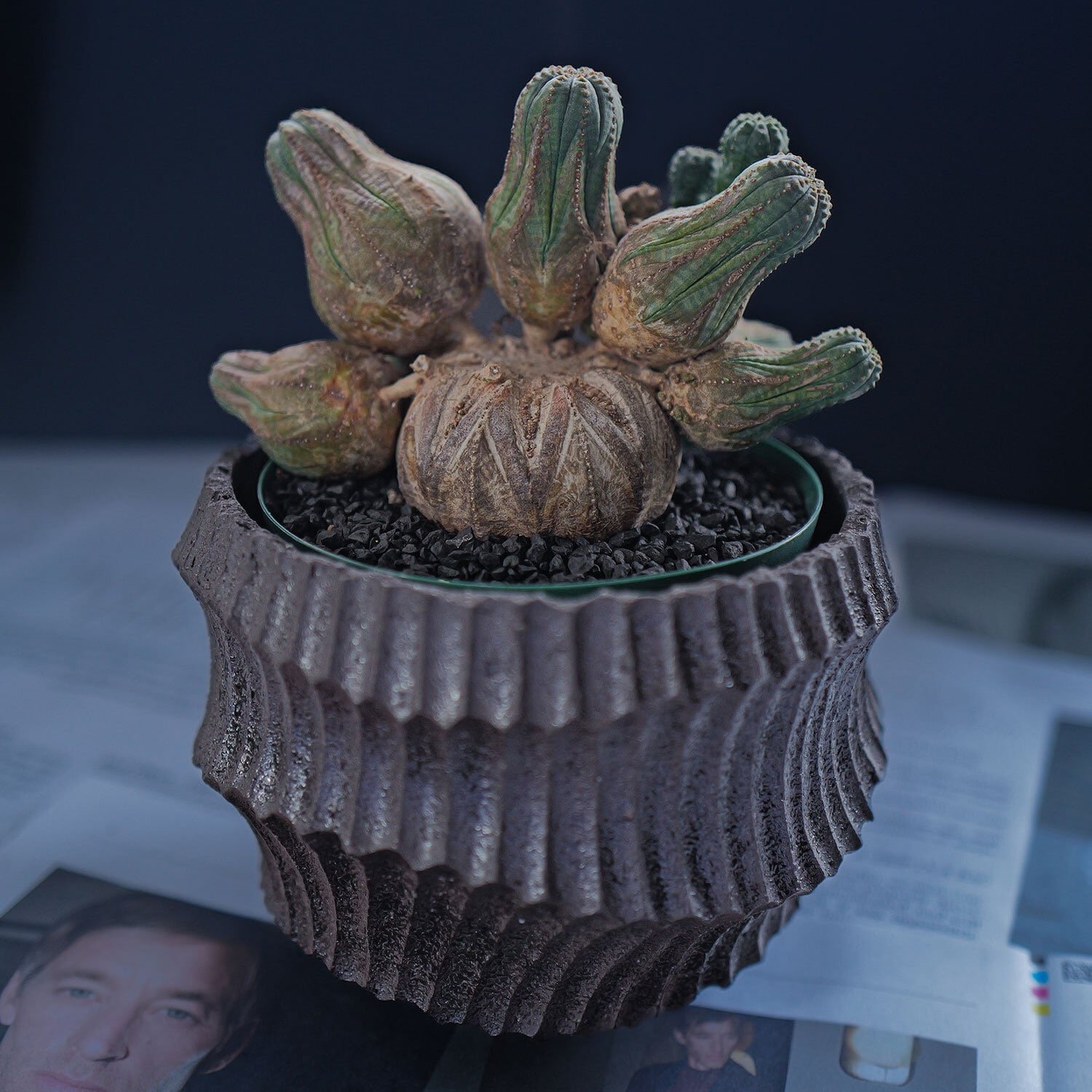 厳選株】大株 親株 最大幅約 17cm 仔吹き 円扇綴化 オベサ