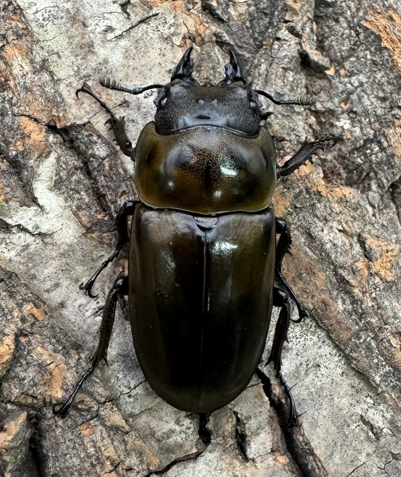 【F0】《ローゼンベルグオウゴンオニ 70mm ペア》