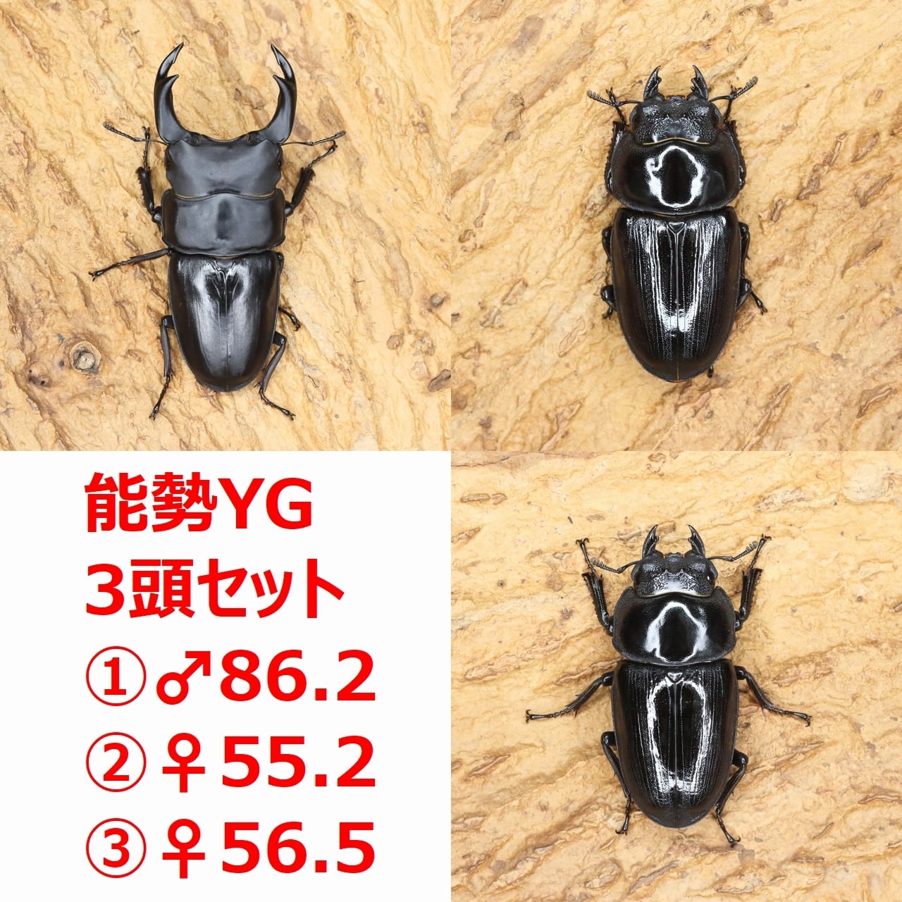 ROCKET SHOP【オオクワガタ販売】