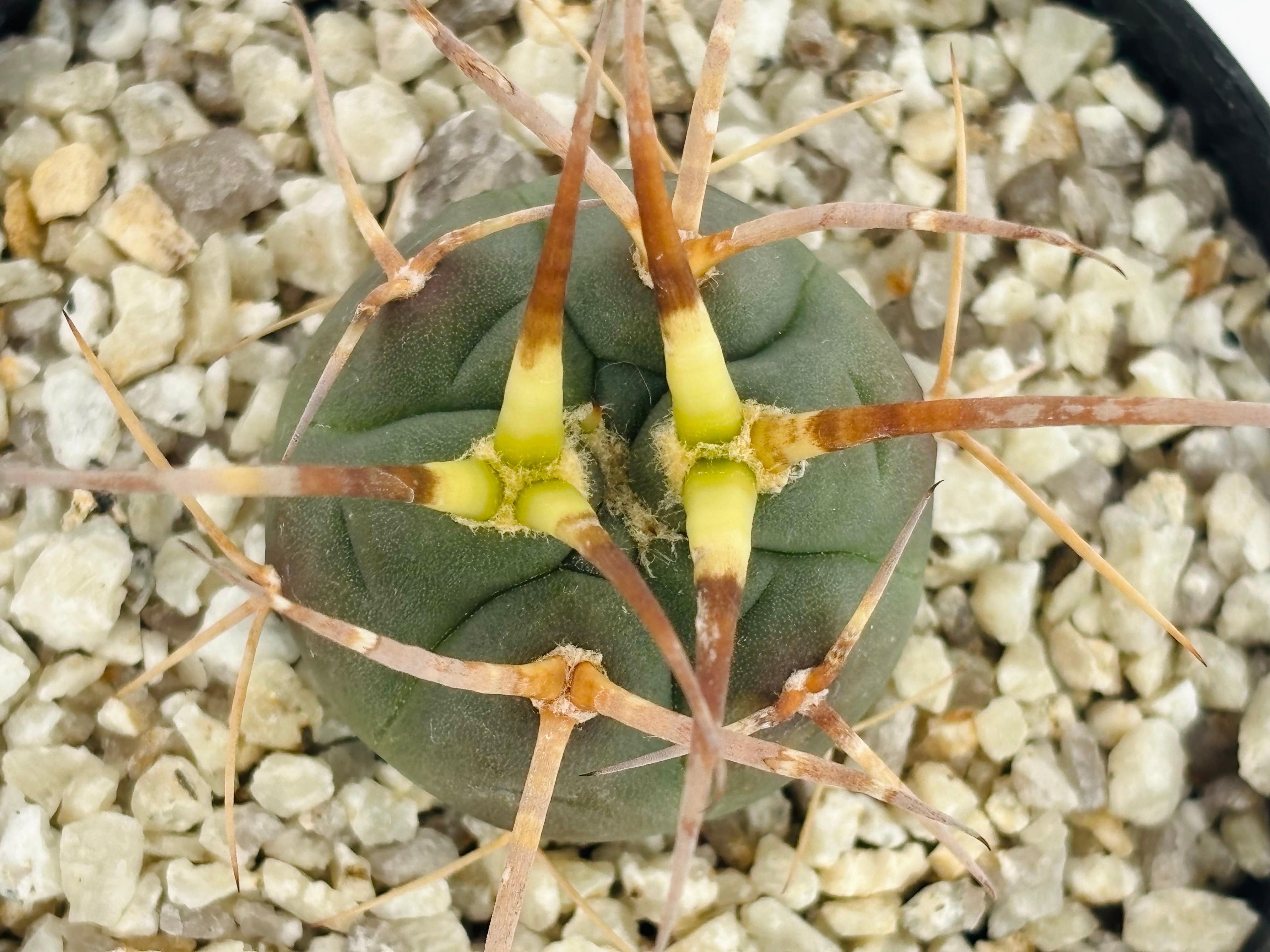 Gymnocalycium cardenasianum ギムノカリキウム 光琳玉 サボテン