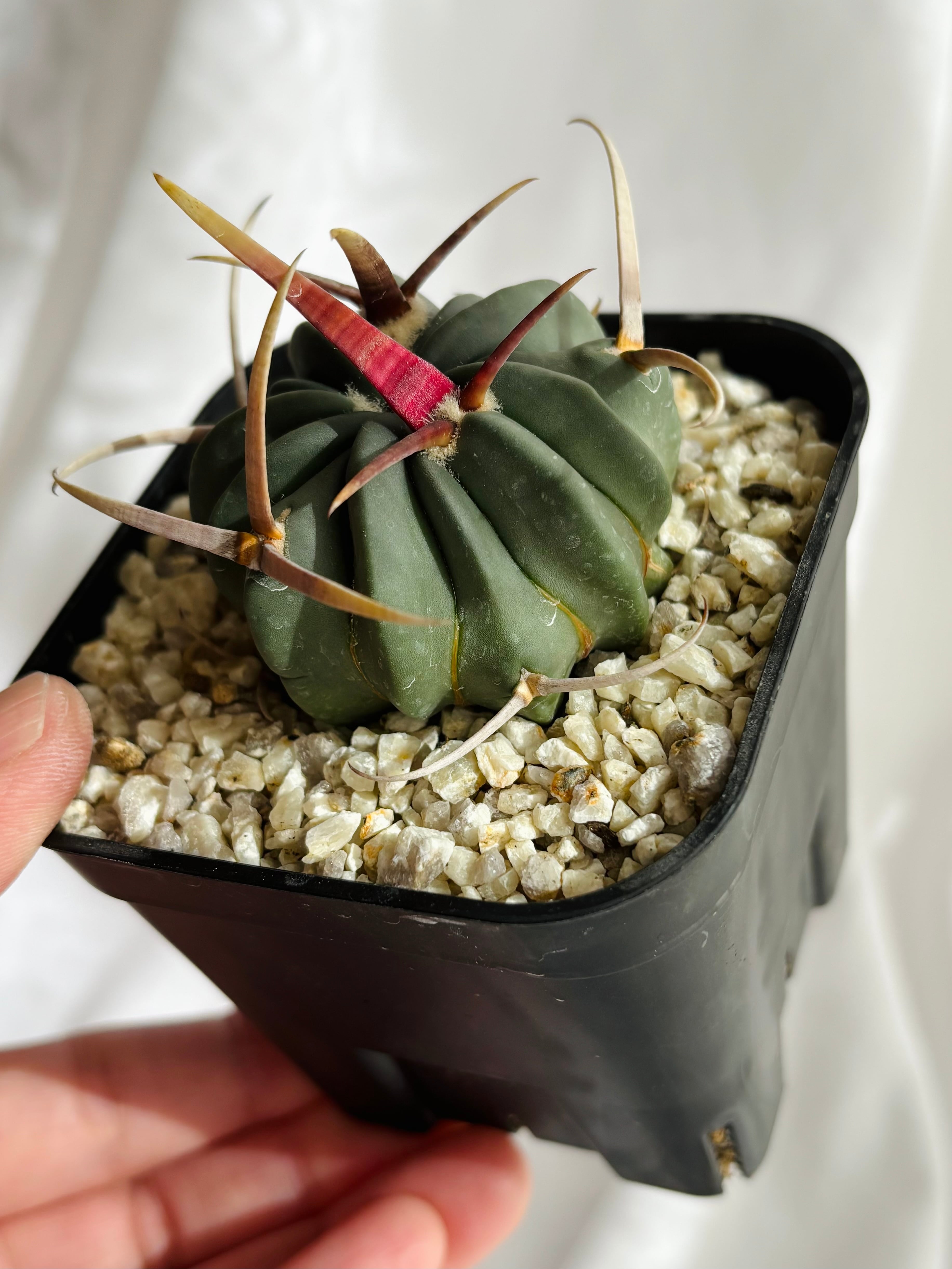 Echinofossulocactus coptonogonus エキノフォスロカクタス 竜剣丸