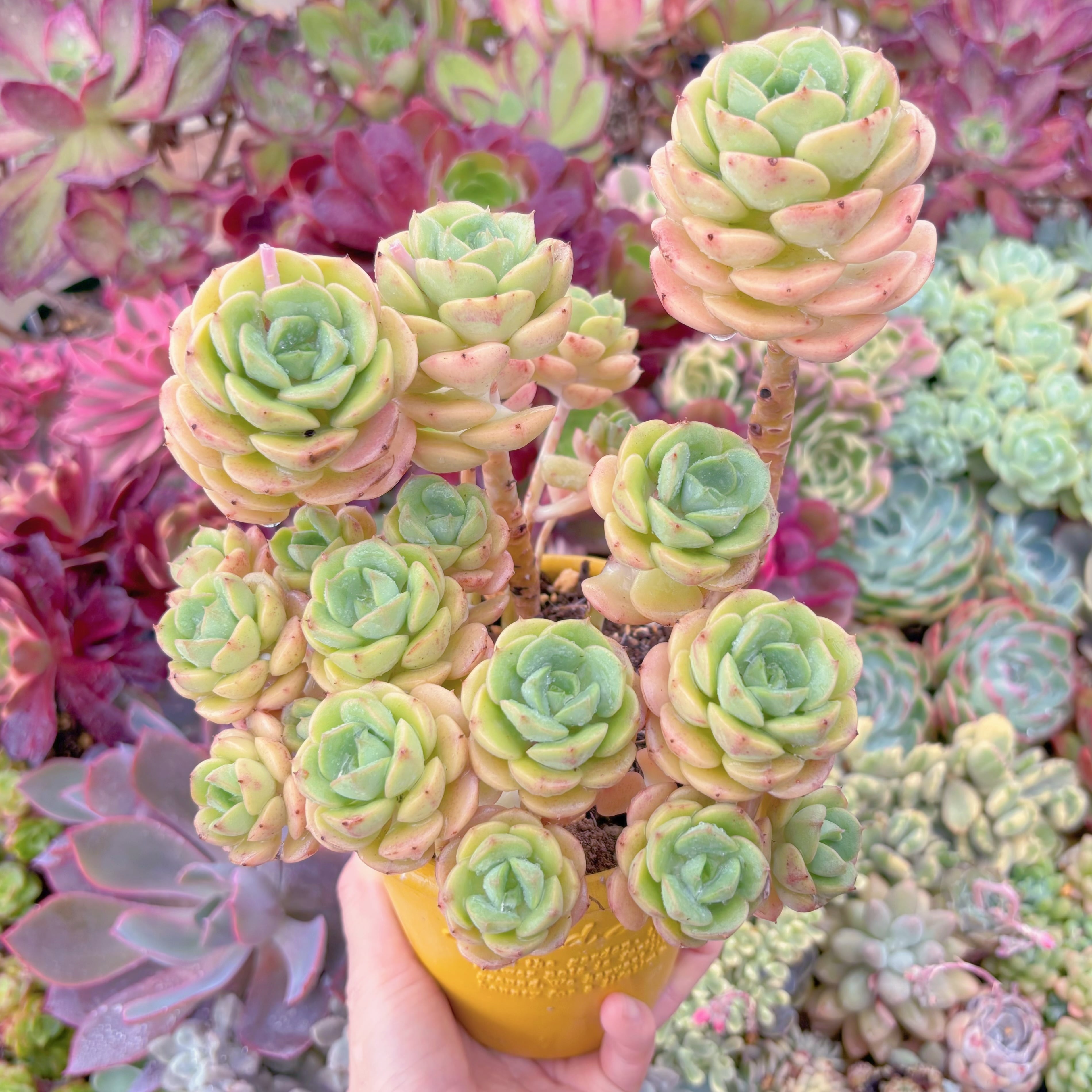 現品　Echeveria semnan#A89　特大群生　新入荷