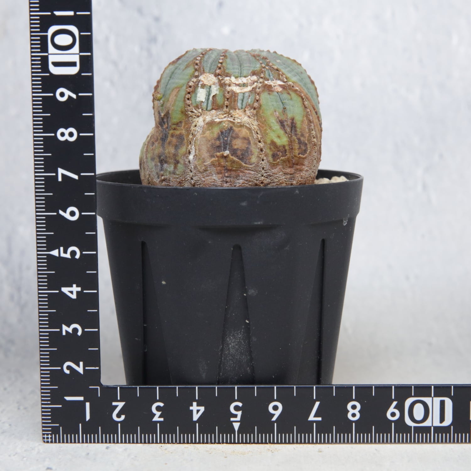 捻じれ モンスト オベサ / 木質化 ユーフォルビア | LIGHTHOUSE.PLANTS