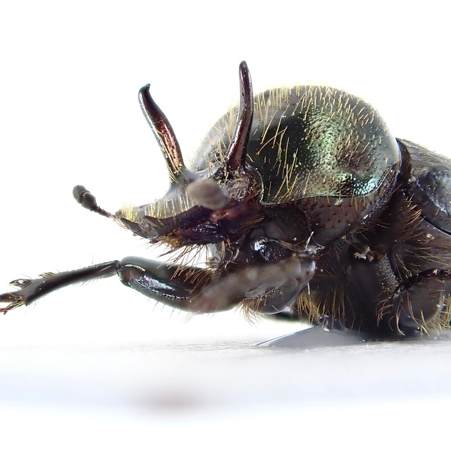 オーストラリア産 Onthophagus sp. ♂ 7mm
