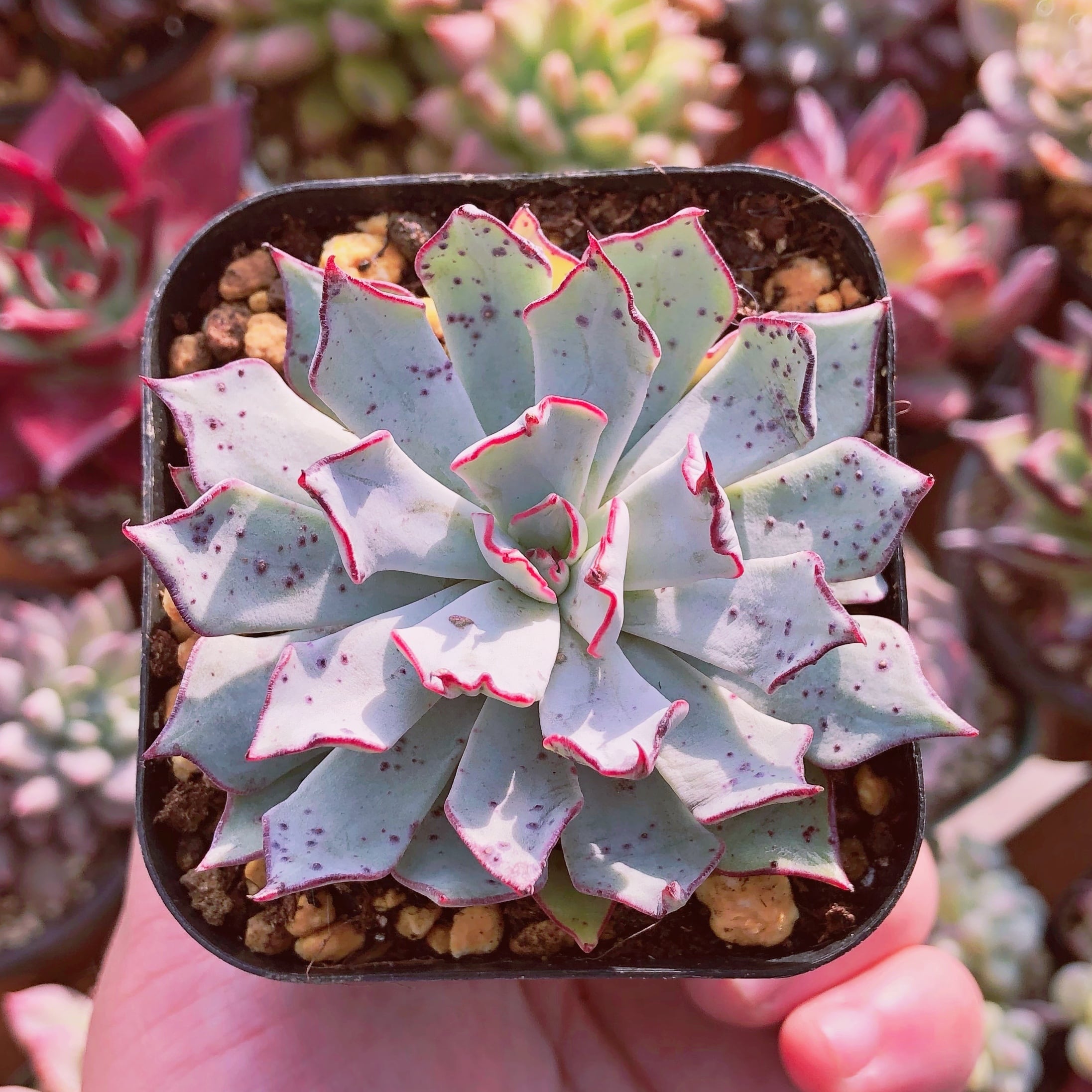 多肉植物　ノヴァ