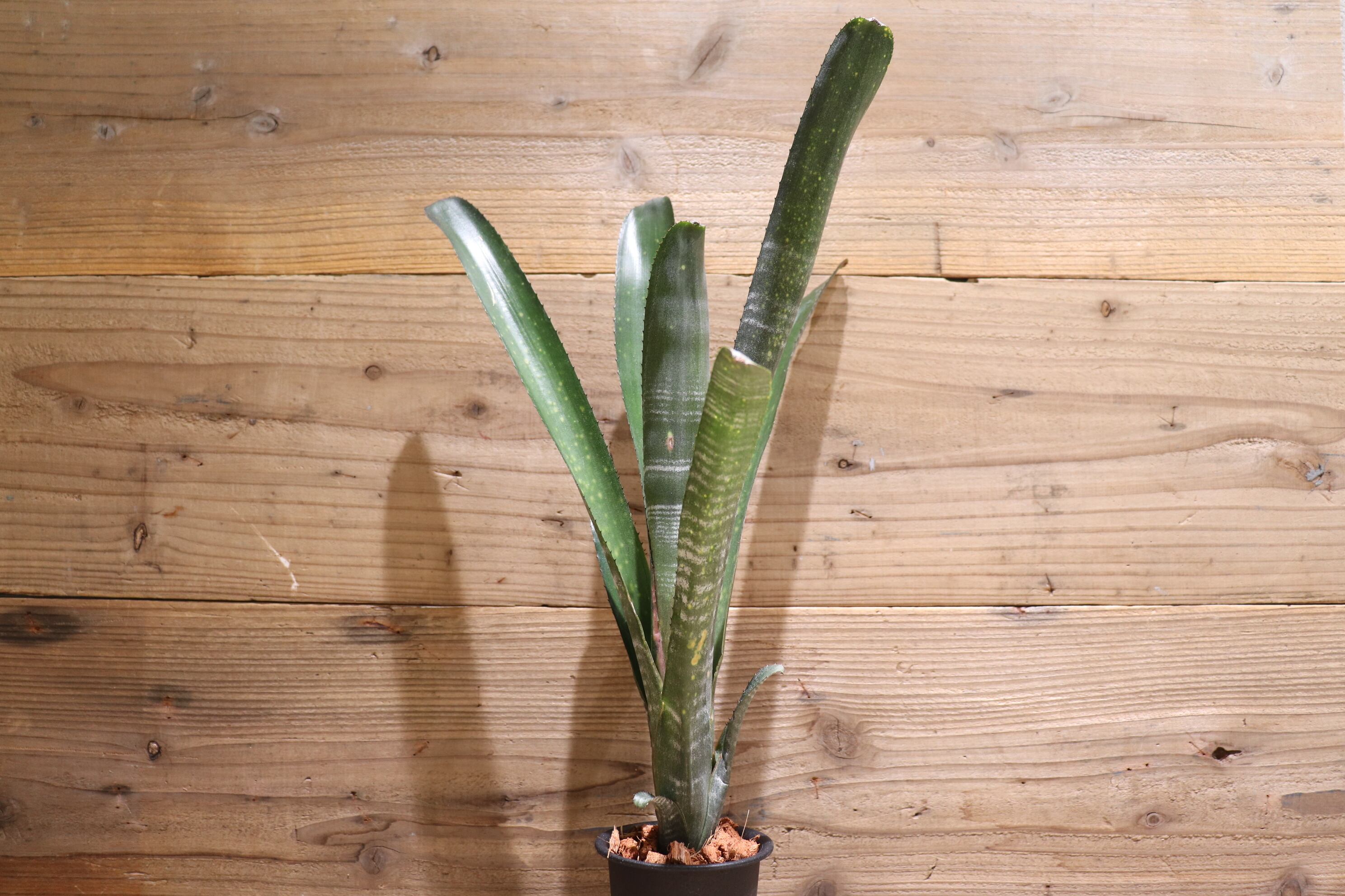 送料無料】Billbergia 'Dippin Dots'〔ビルベルギア〕現品発送B0053