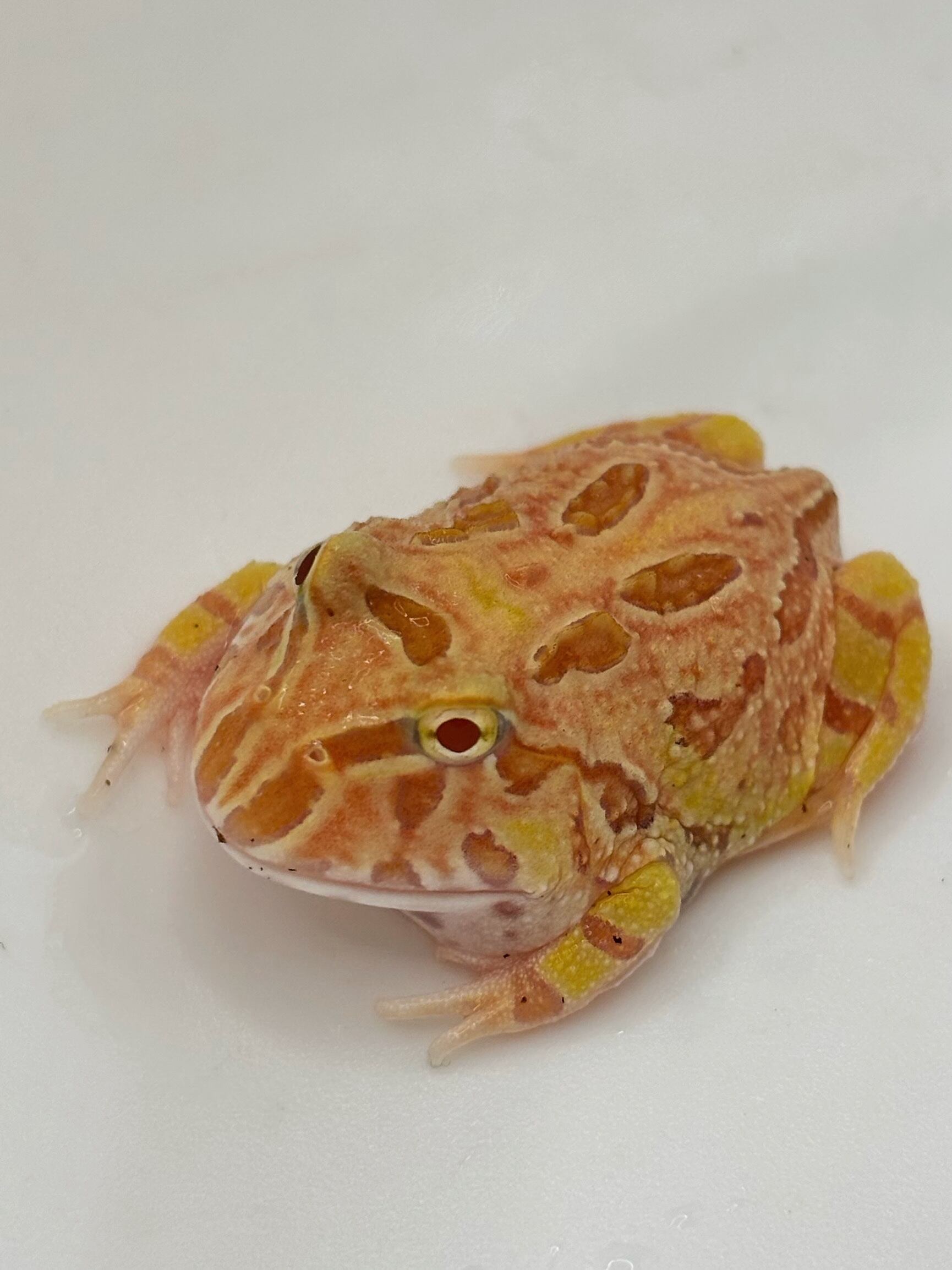 クランウェルツノガエル ストロベリーミックス⑥ 1匹 | まるころ商店