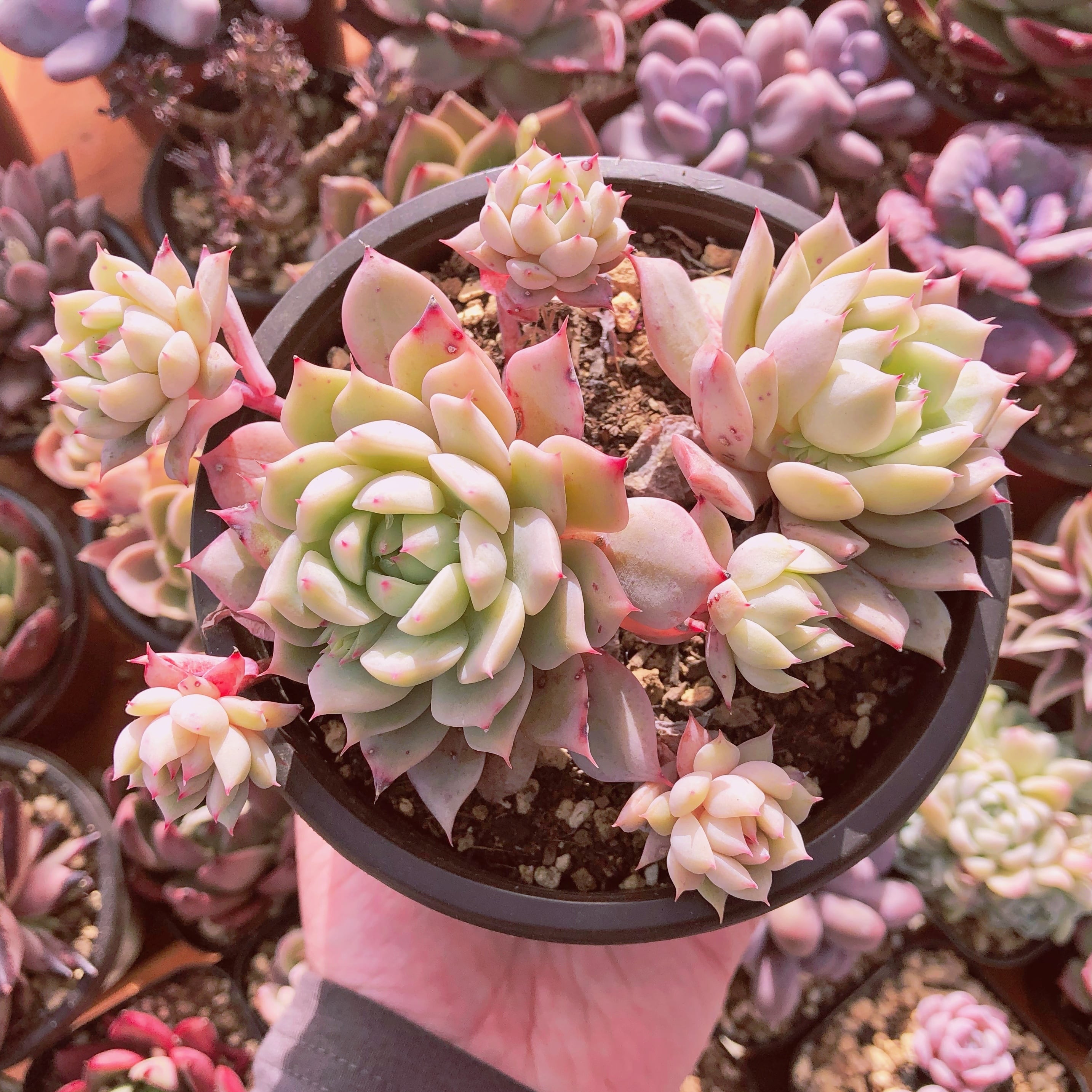 多肉植物　ティッピー 　大群生　抜き苗