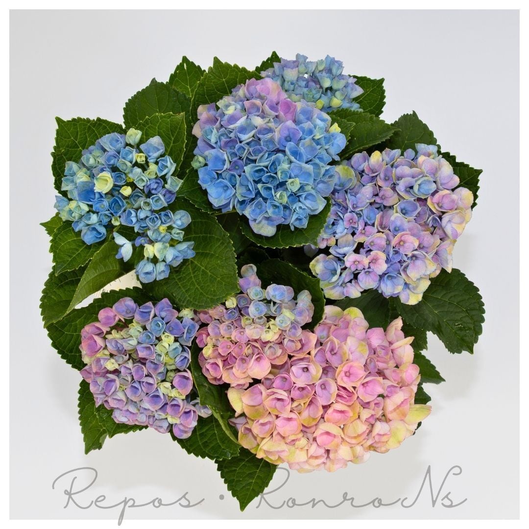 アジサイ | Repos.RonroNs ~ルポ.ロンロン ~