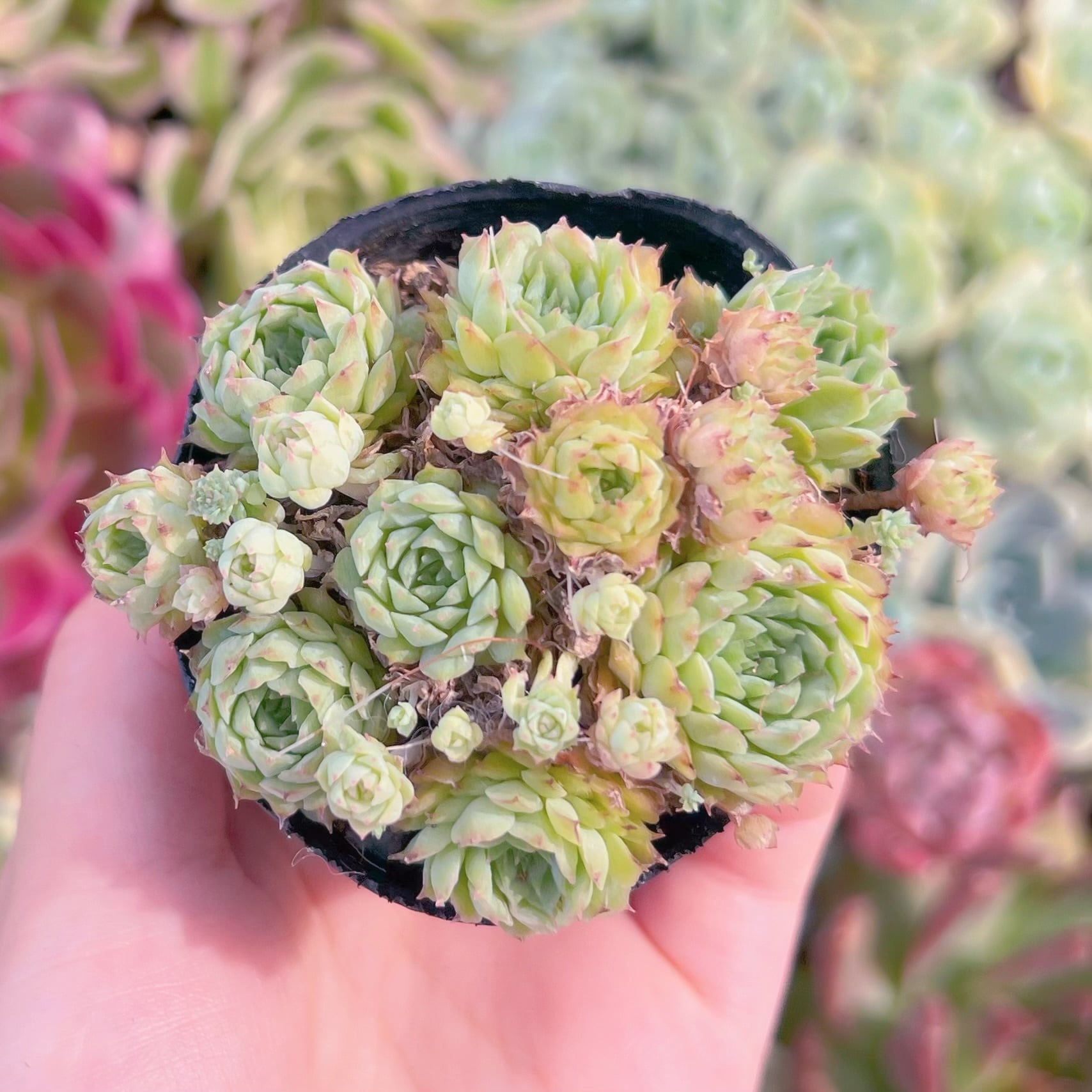 現品　リトルレッドボート#253　群生　るる農園